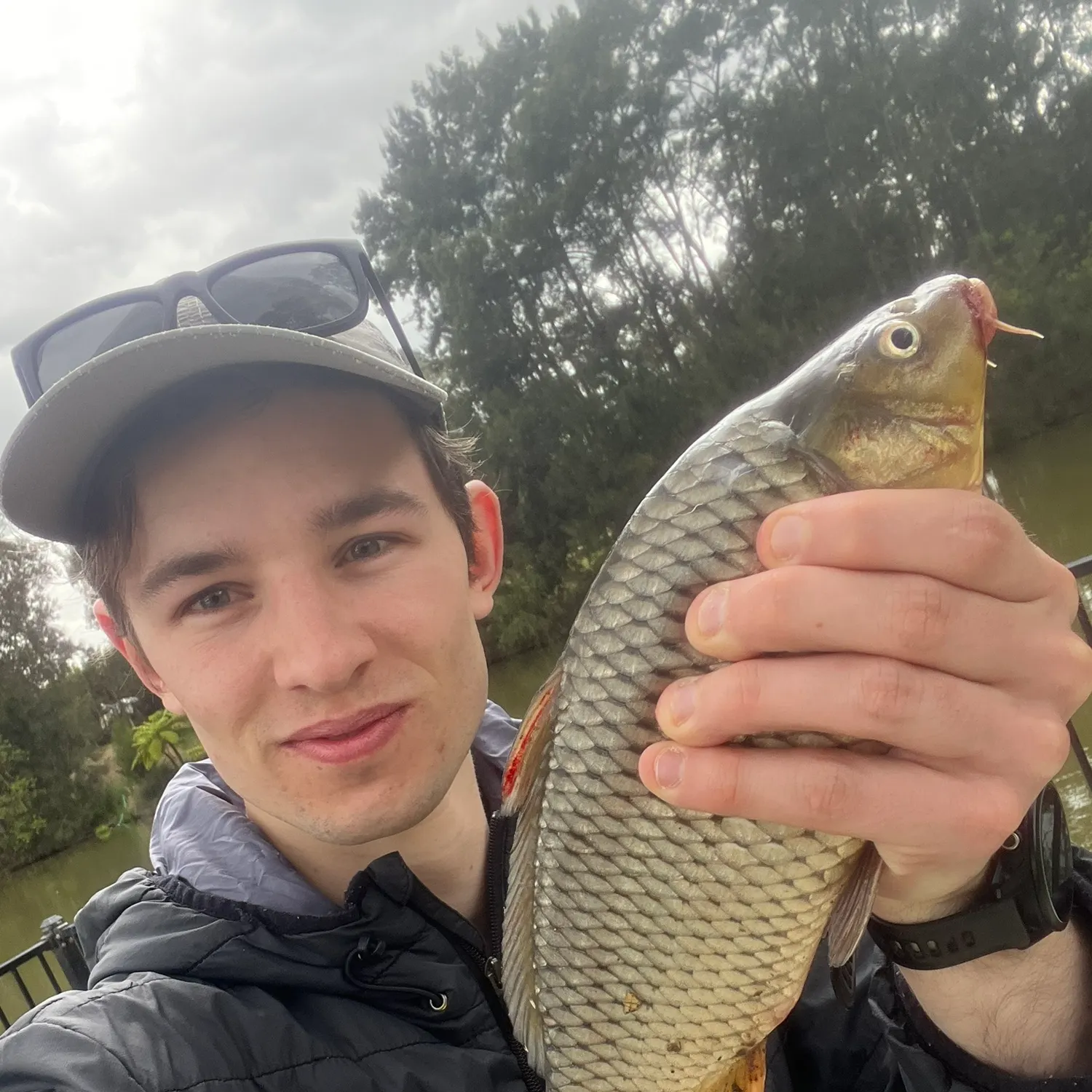 Common carp caught on Fishbrain