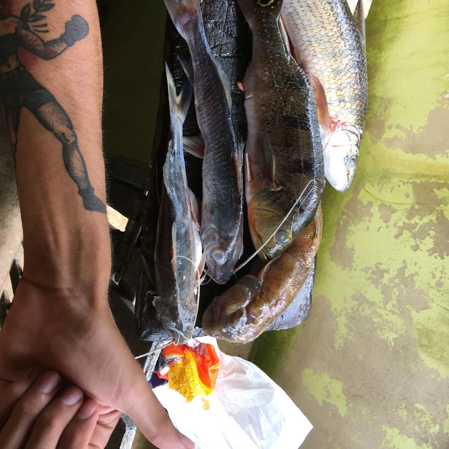 recently logged catches