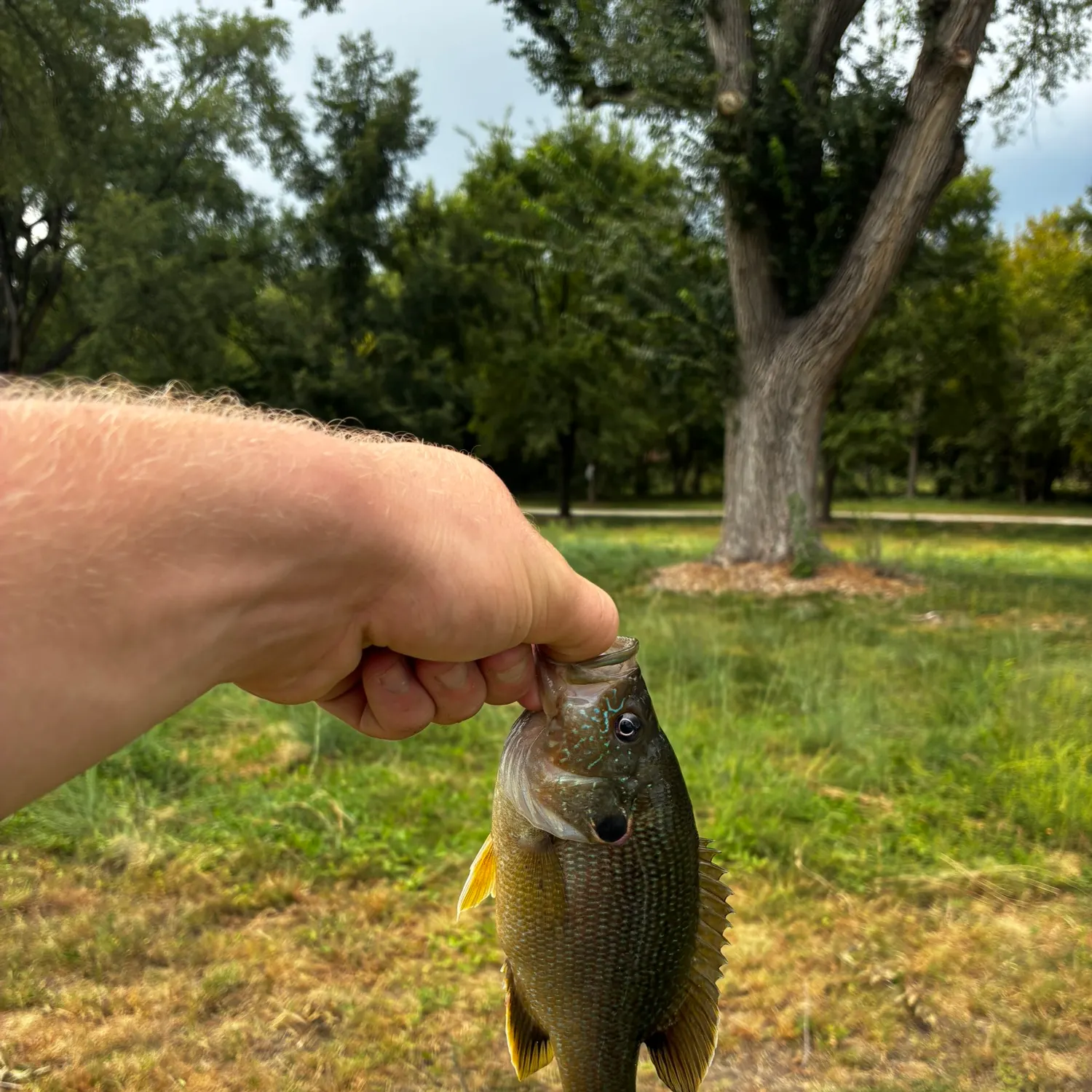 Green sunfish caught on Fishbrain