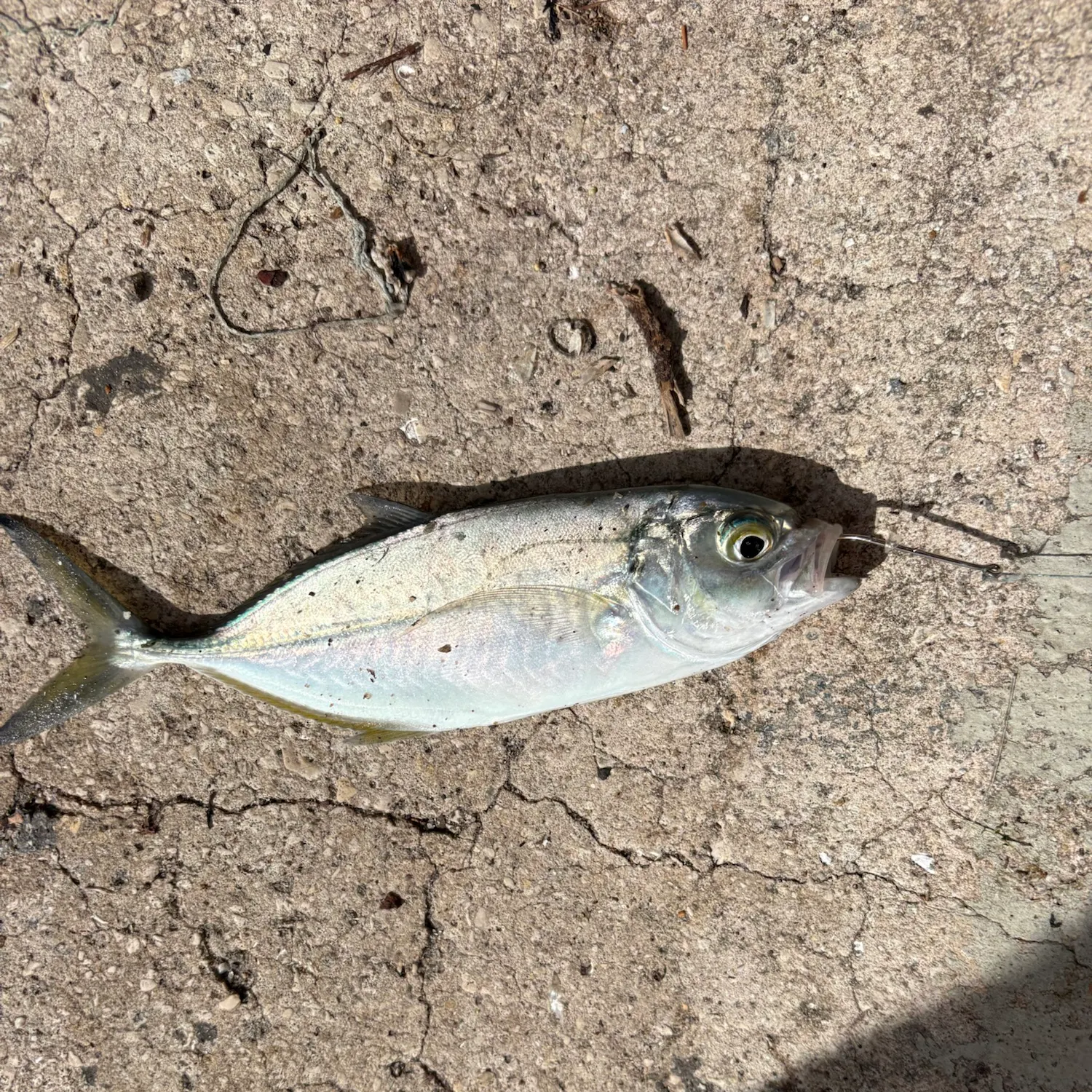 The most recent Blue runner catches on Fishbrain
