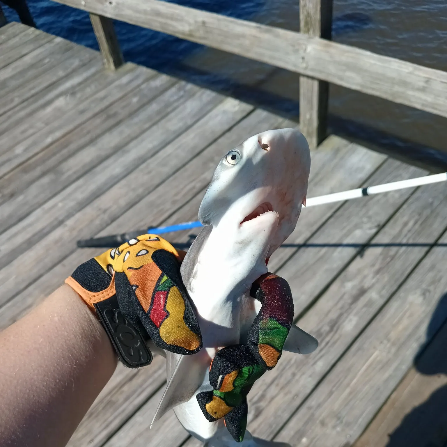 The most recent Scalloped hammerhead shark catches on Fishbrain