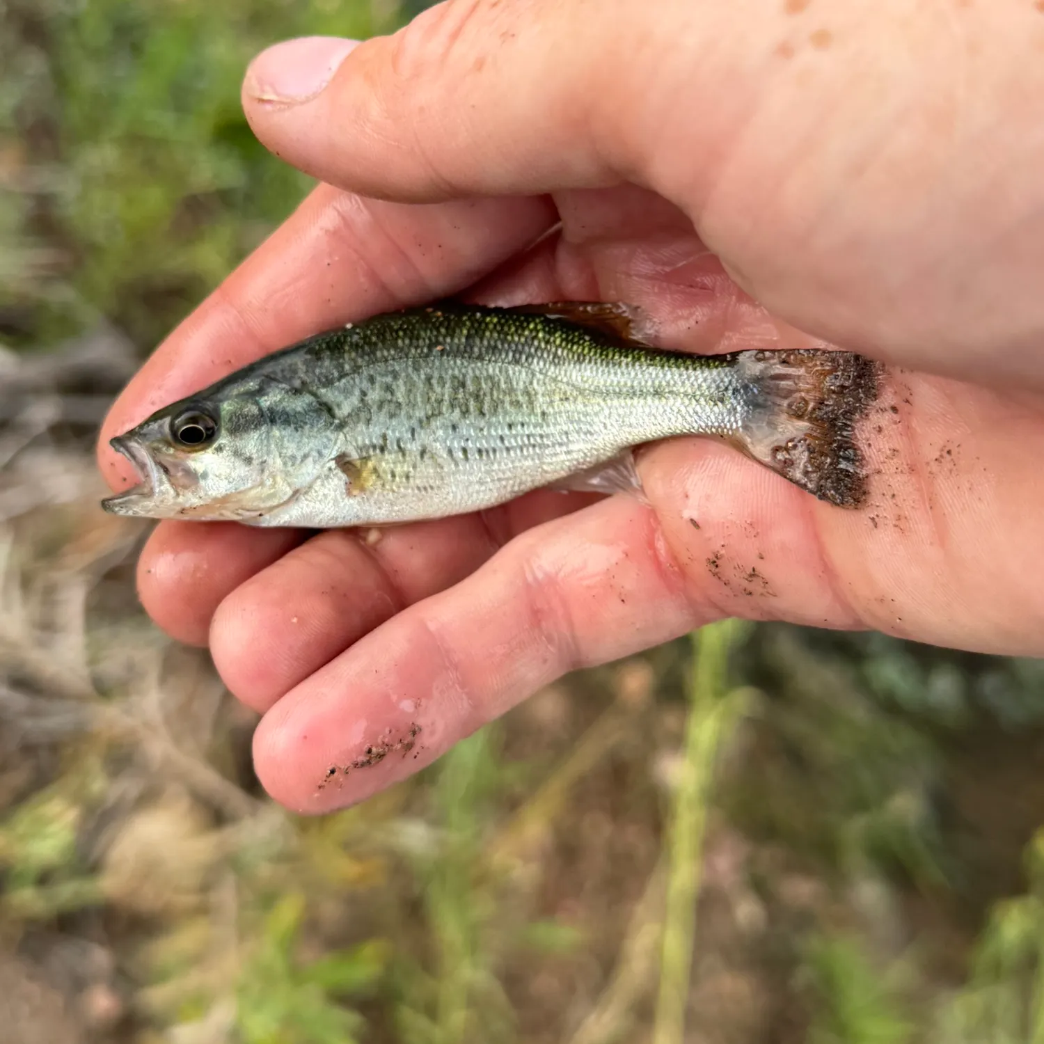 Spotted bass caught on Fishbrain