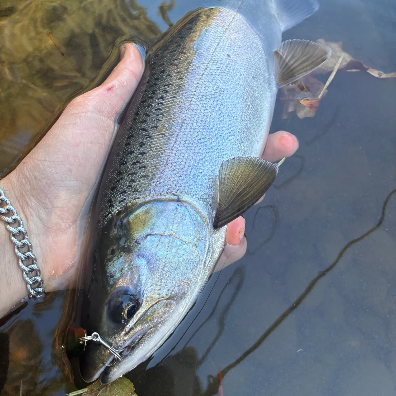 Chinook salmon caught on Fishbrain