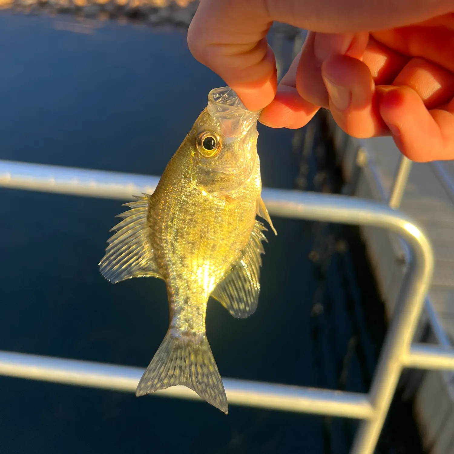 White crappie caught on Fishbrain