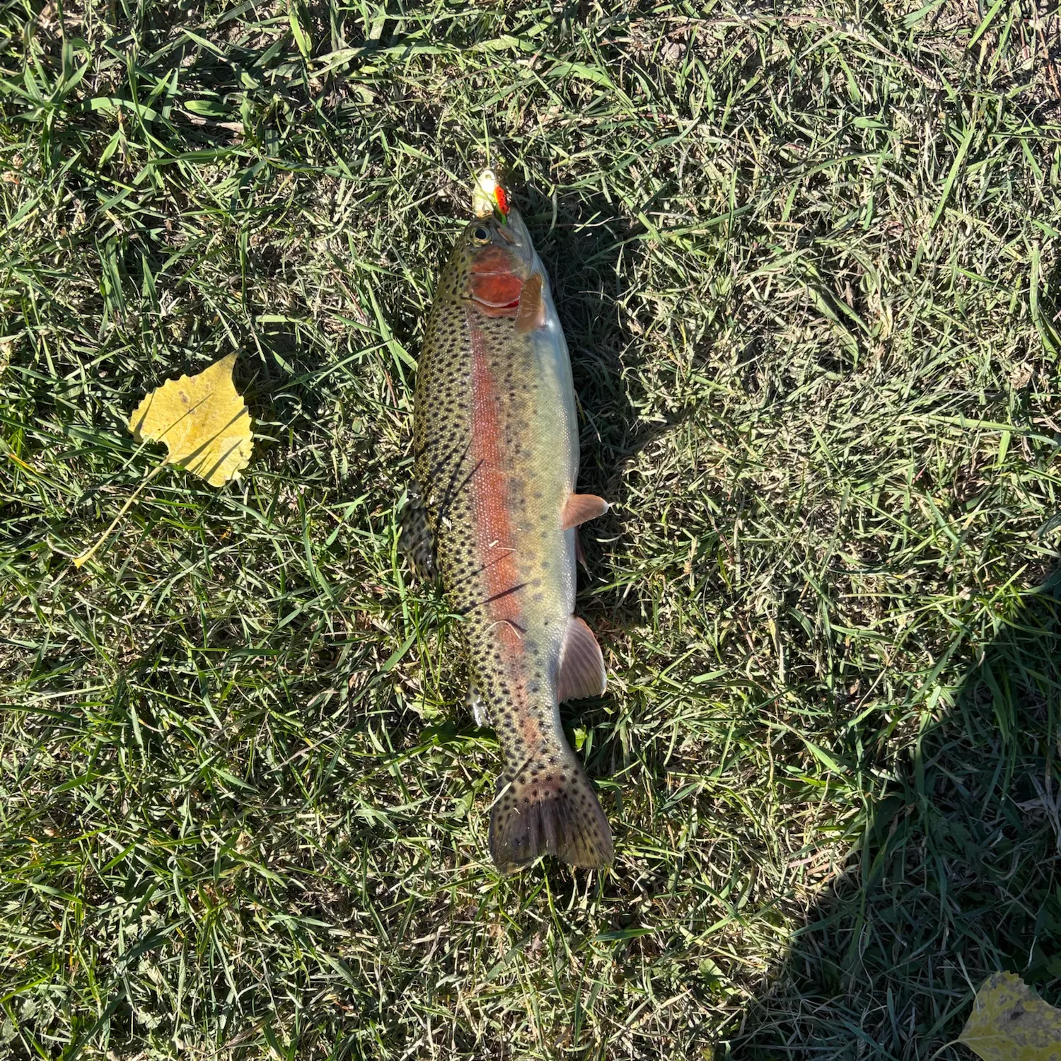 Rainbow trout caught on Fishbrain