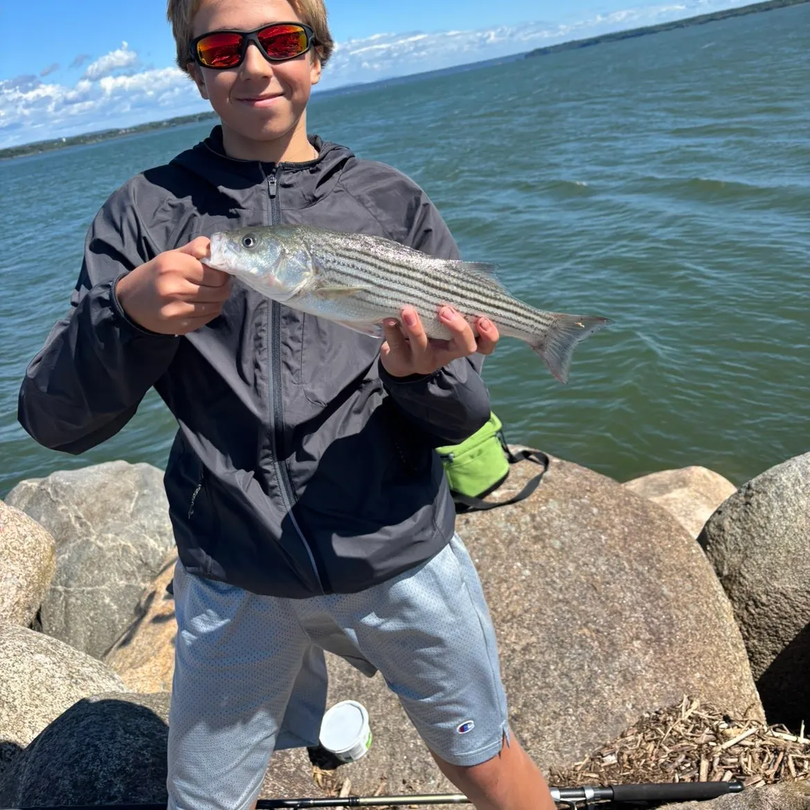 Striped bass caught on Fishbrain
