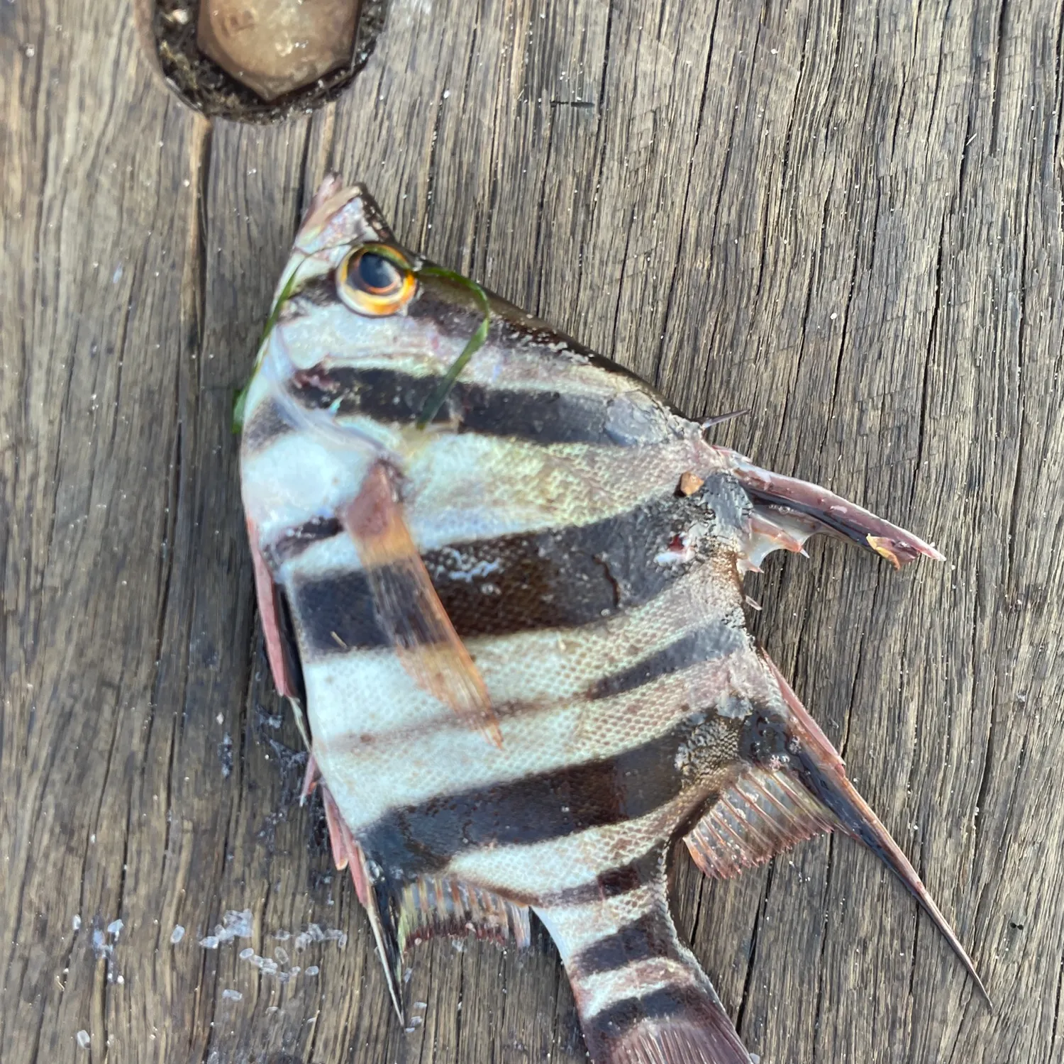 The most recent Stripey catches on Fishbrain