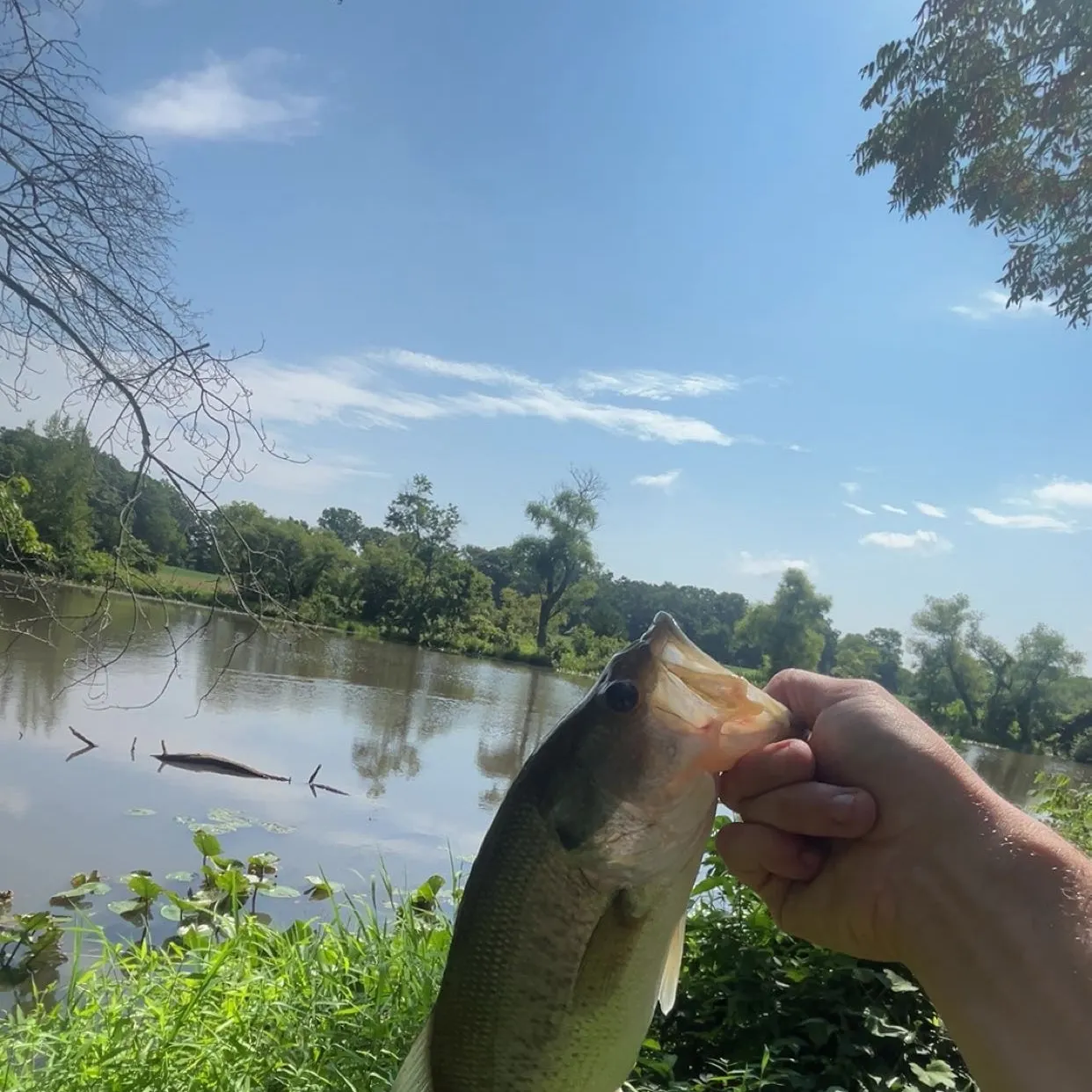Fish caught on Fishbrain