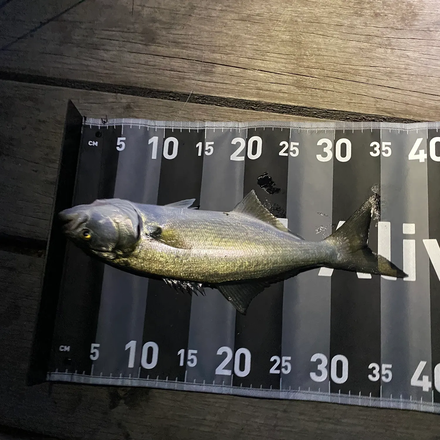 The most recent Yellow-eye mullet catches on Fishbrain