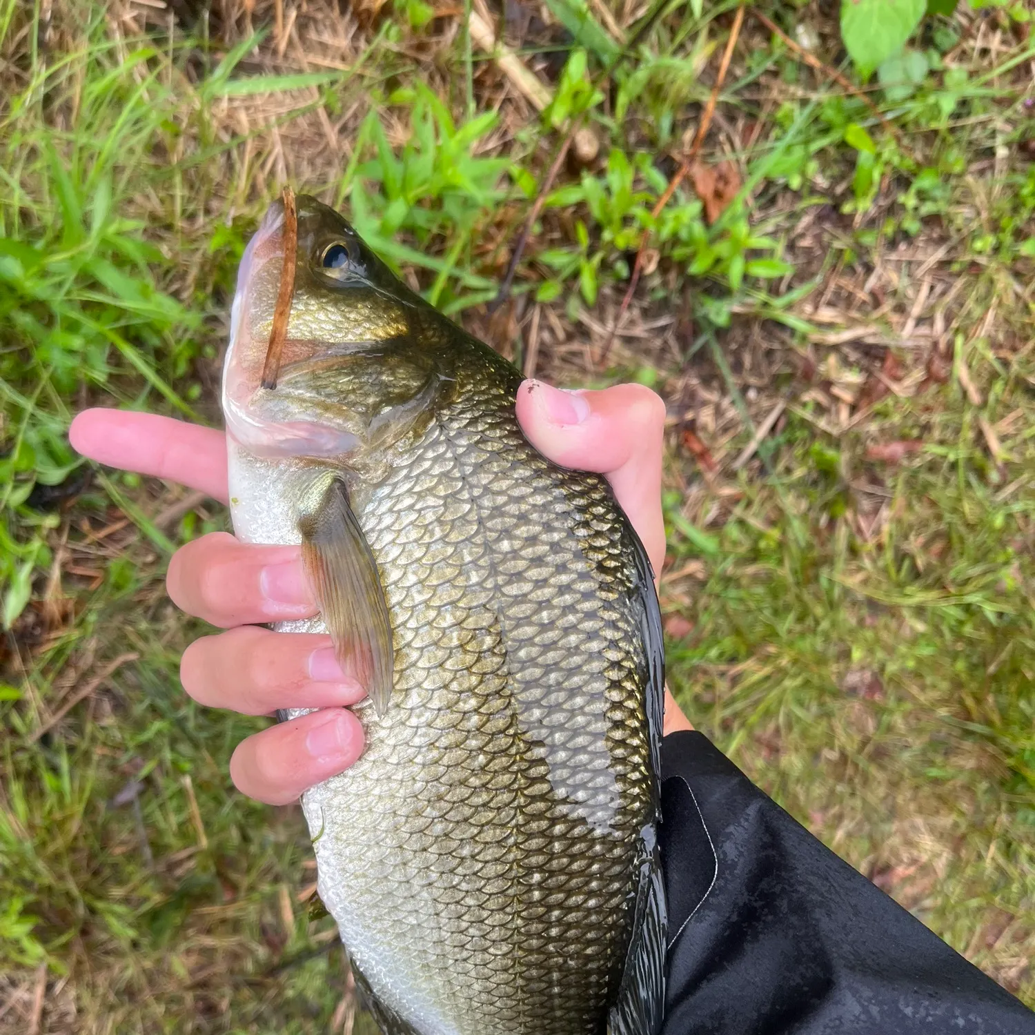 White perch caught on Fishbrain