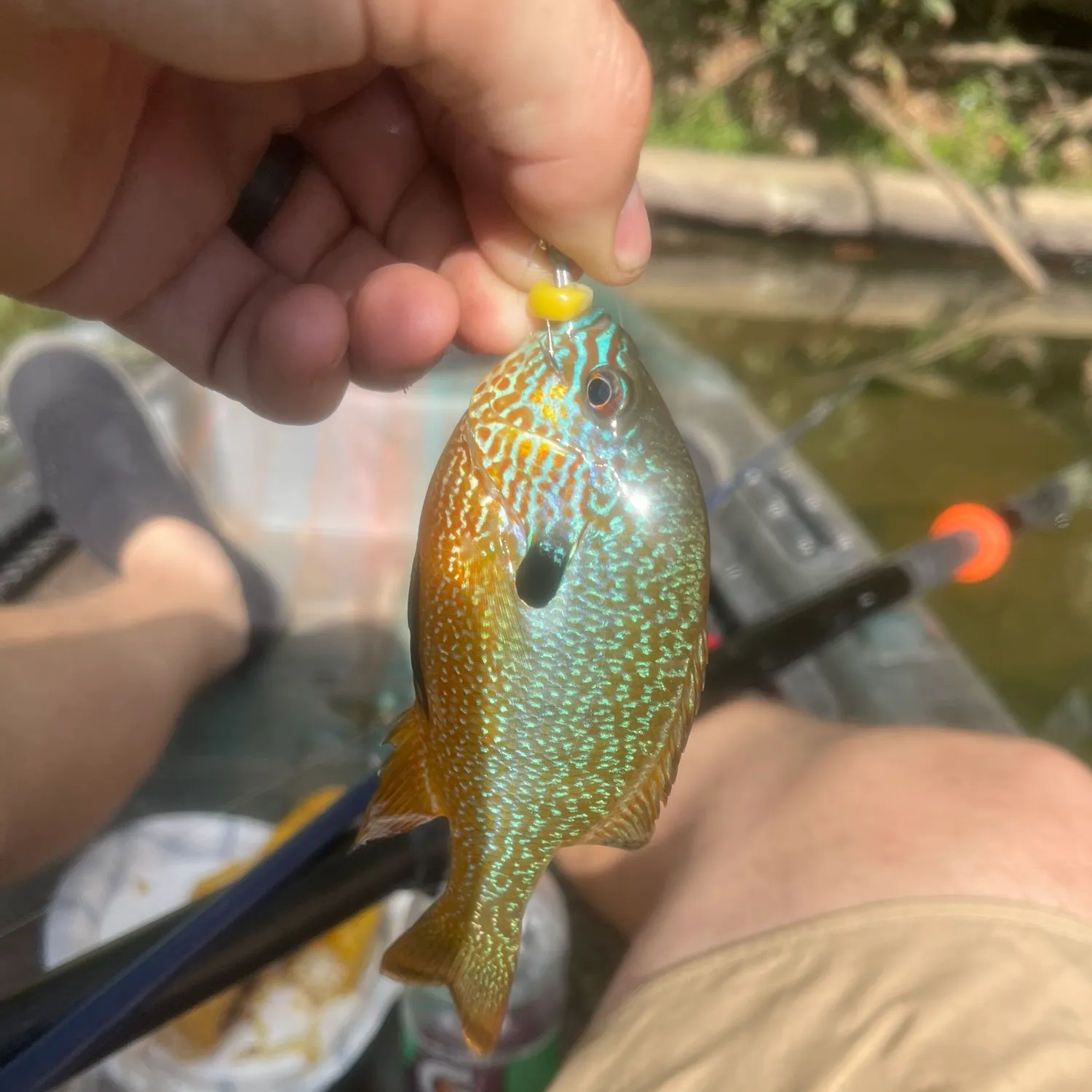 Longear sunfish caught on Fishbrain