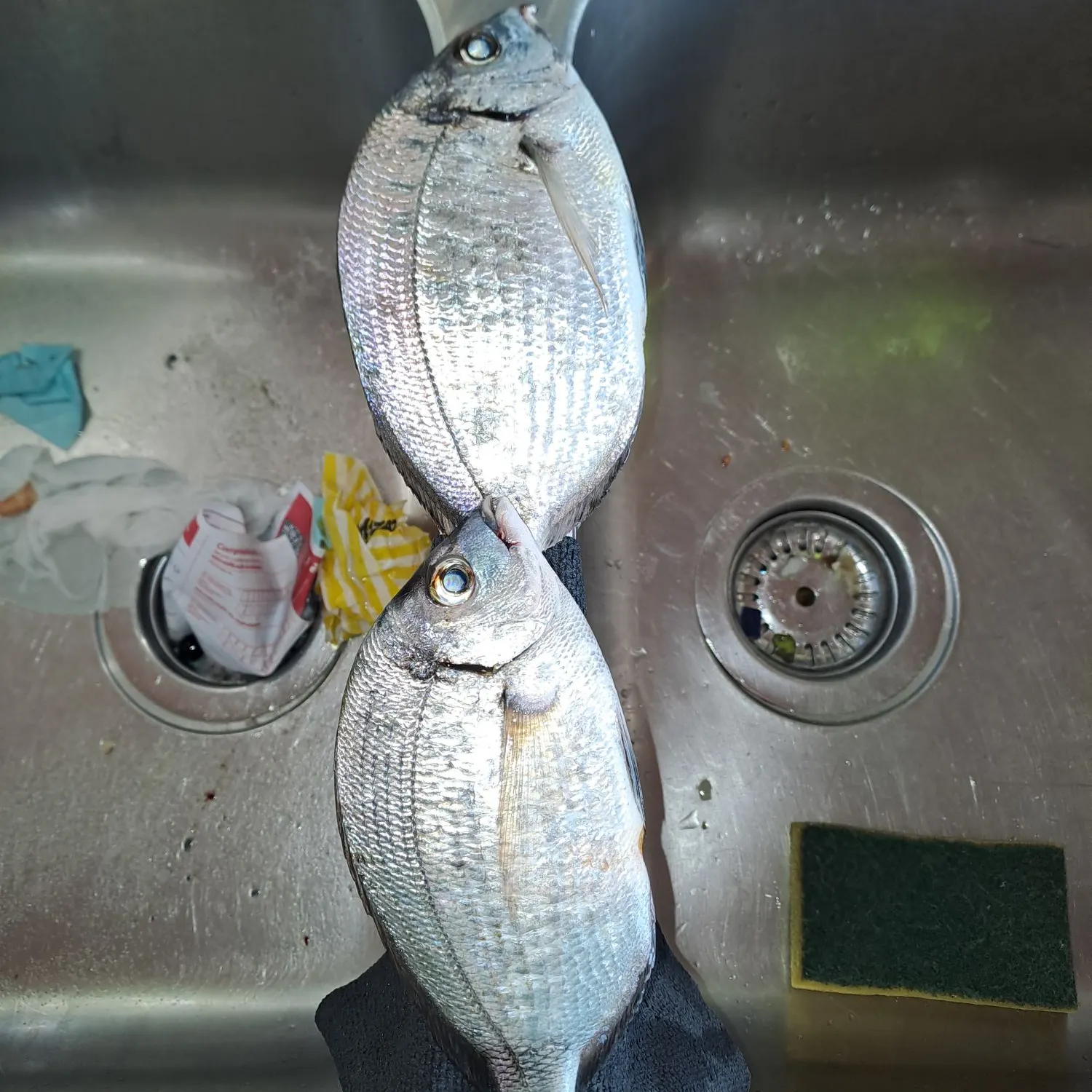 The most recent Common two-banded seabream catches on Fishbrain