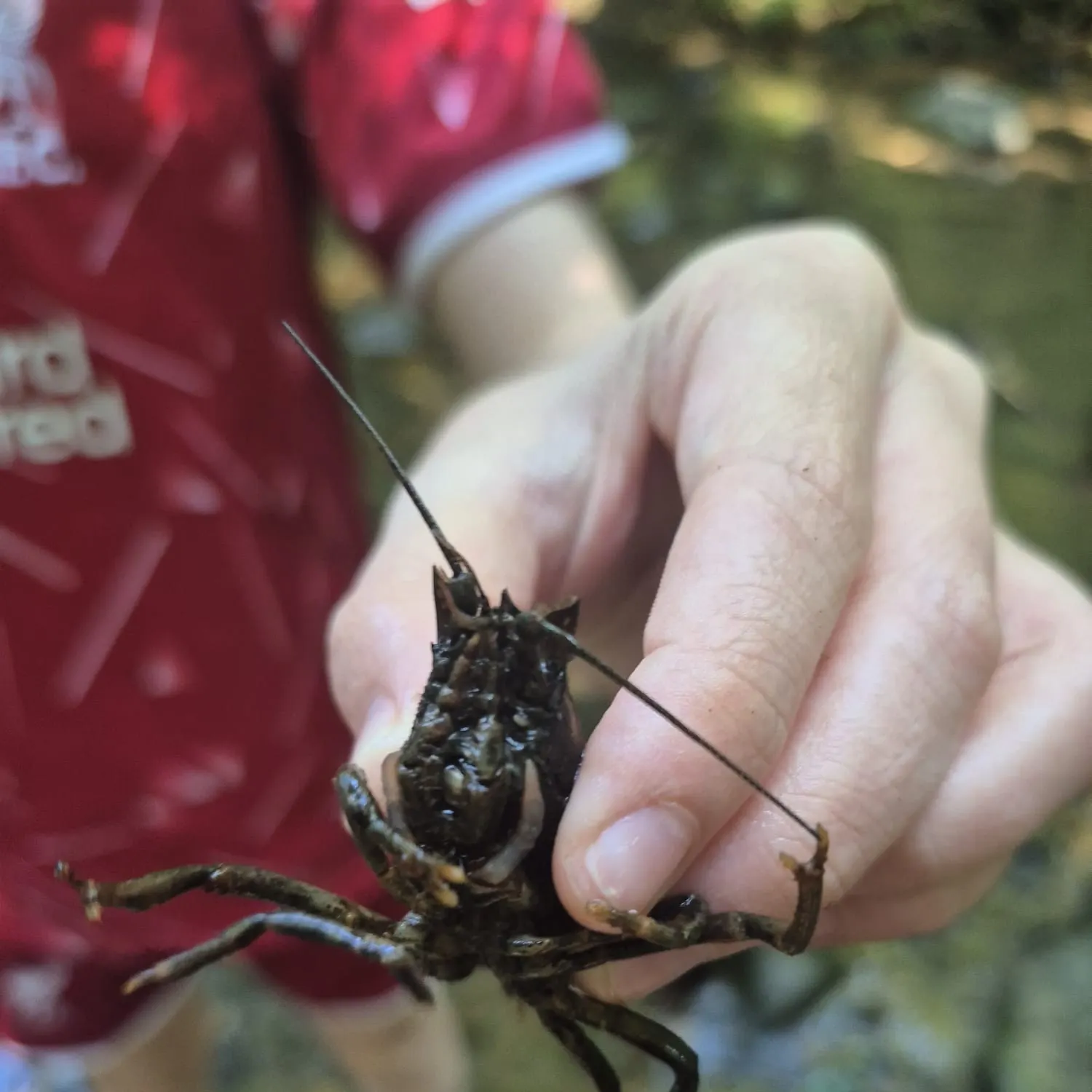 The most recent Signal crayfish catches on Fishbrain