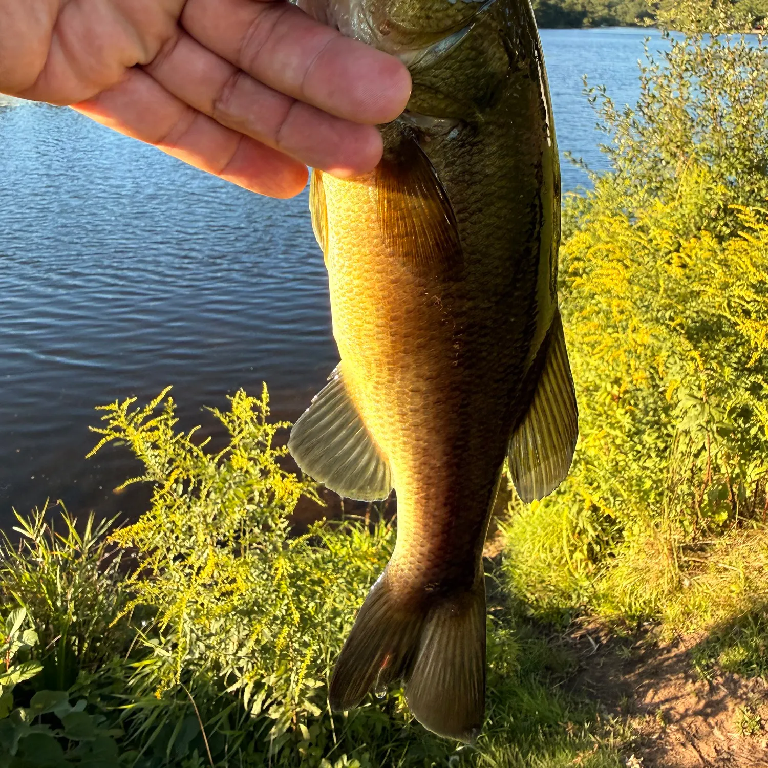 Largemouth bass caught on Fishbrain