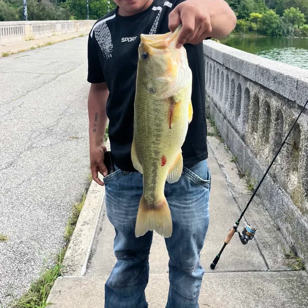 Largemouth bass caught on Fishbrain