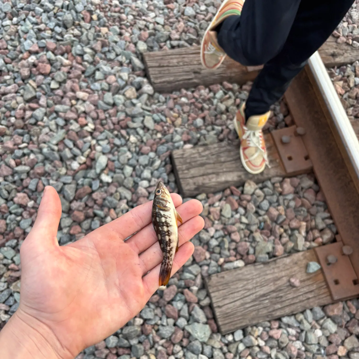 The most recent Great white shark catches on Fishbrain