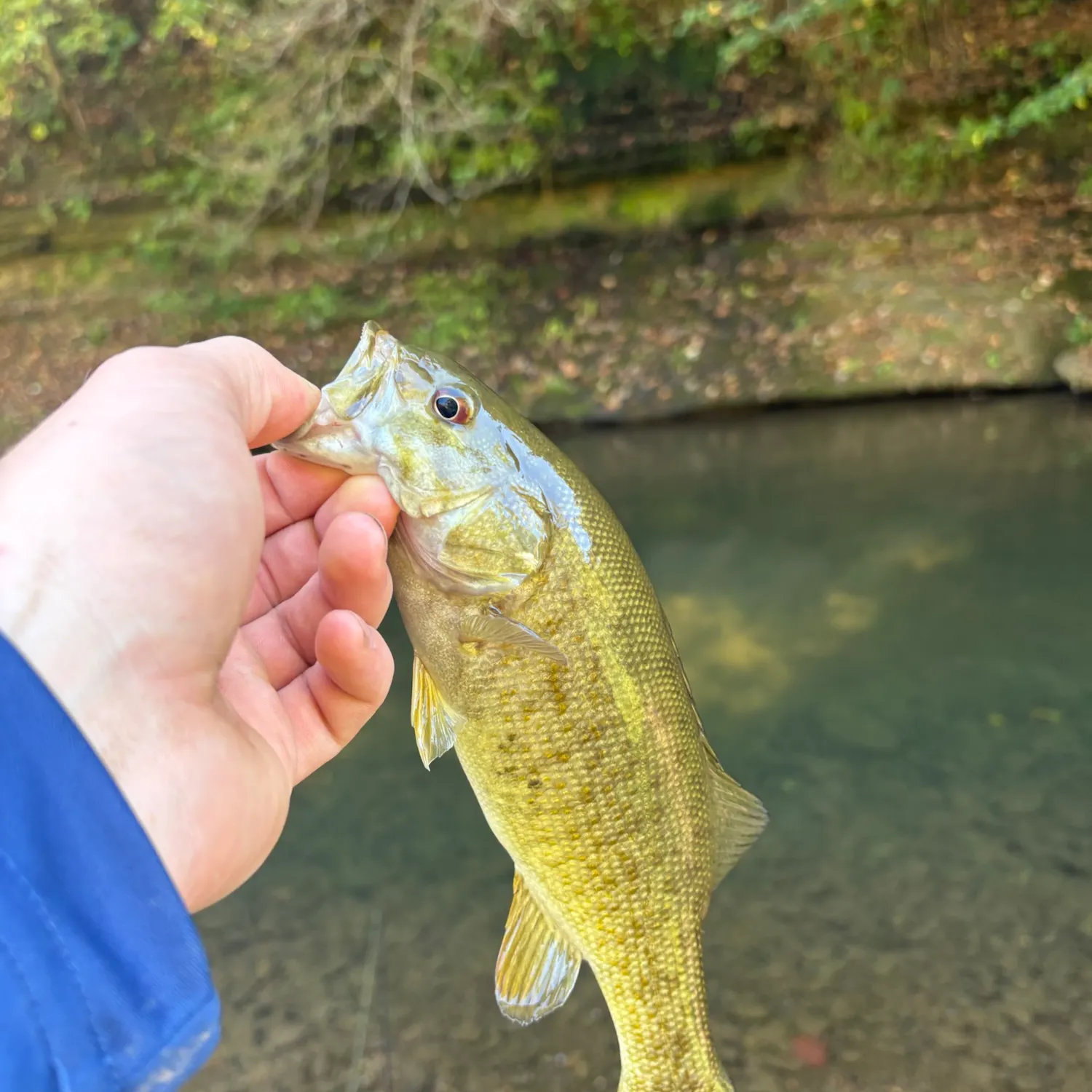 Smallmouth bass caught on Fishbrain
