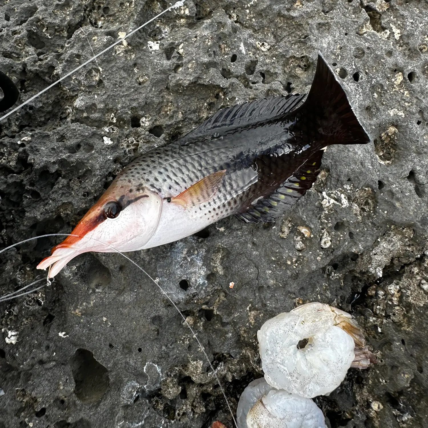 The most popular recent Bird wrasse catch on Fishbrain