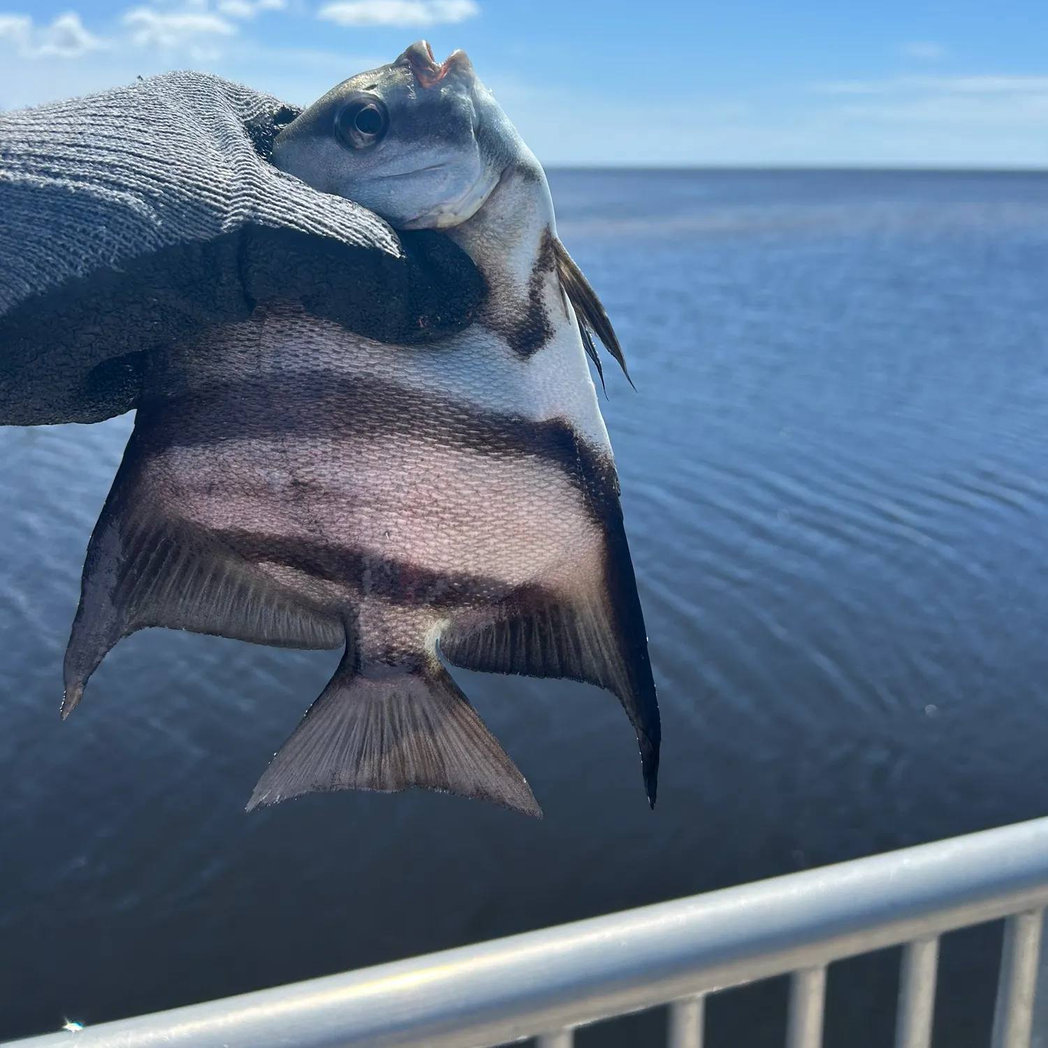 Atlantic spadefish caught on Fishbrain