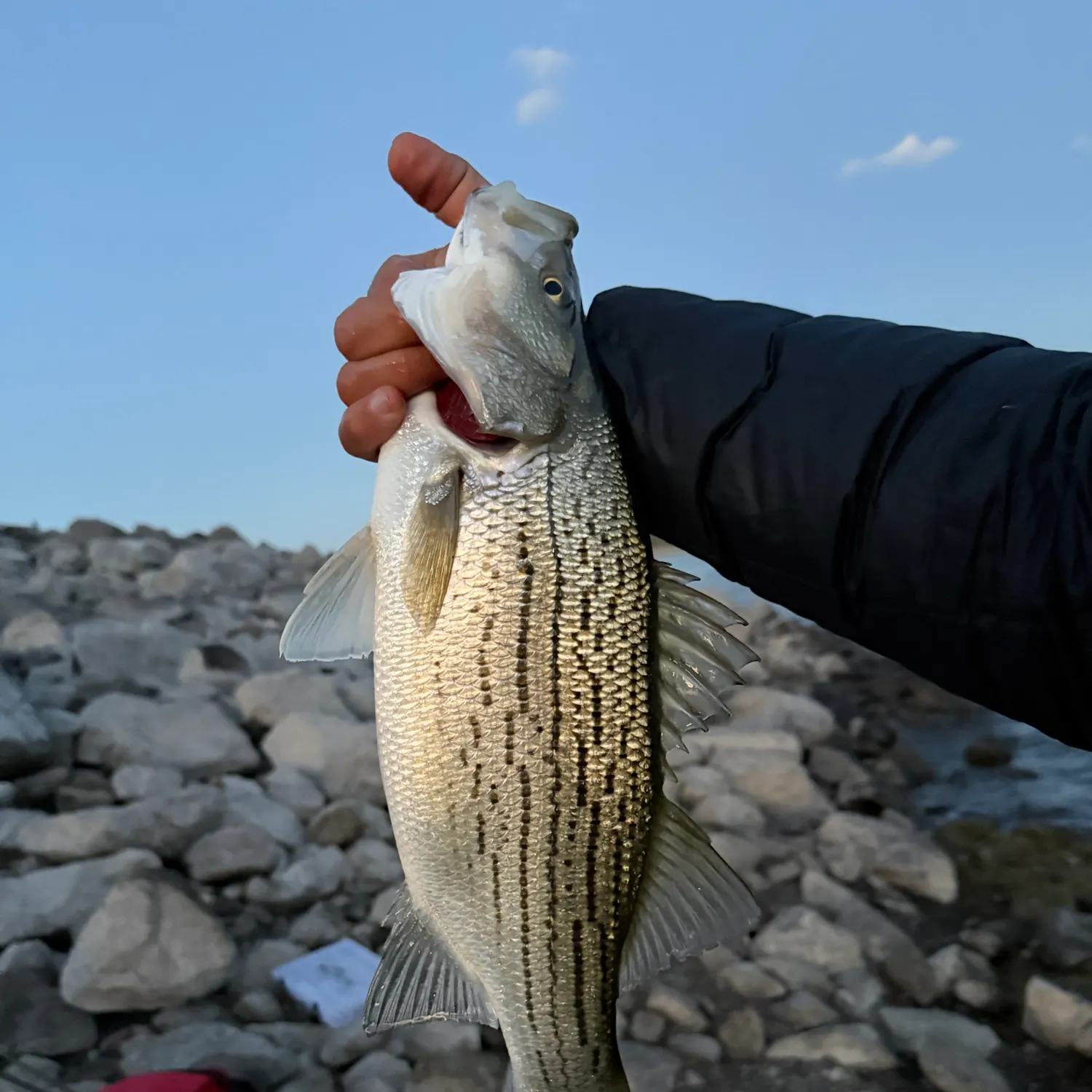 Wiper caught on Fishbrain