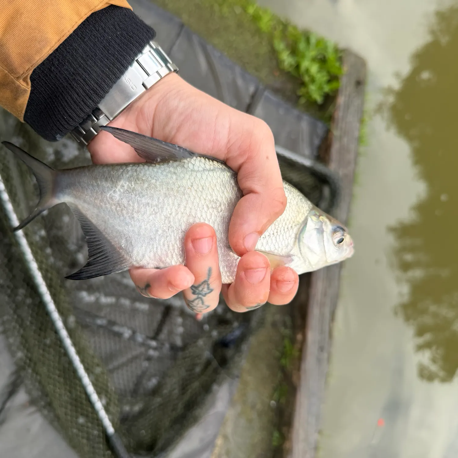 The most recent Common bream catches on Fishbrain
