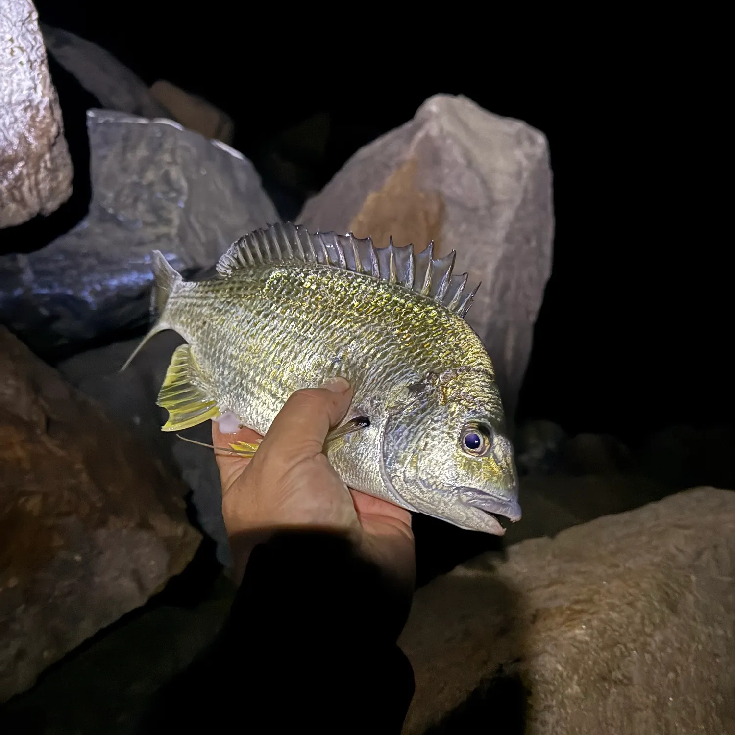 Surf bream caught on Fishbrain