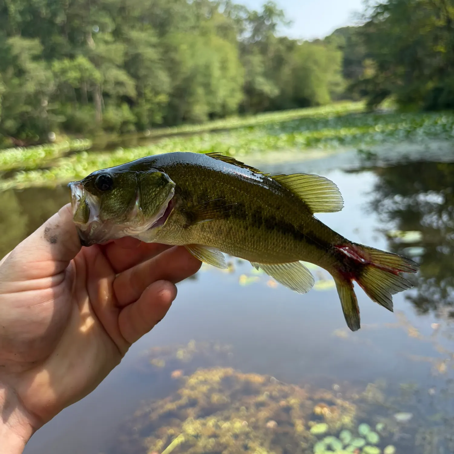 Largemouth bass caught on Fishbrain