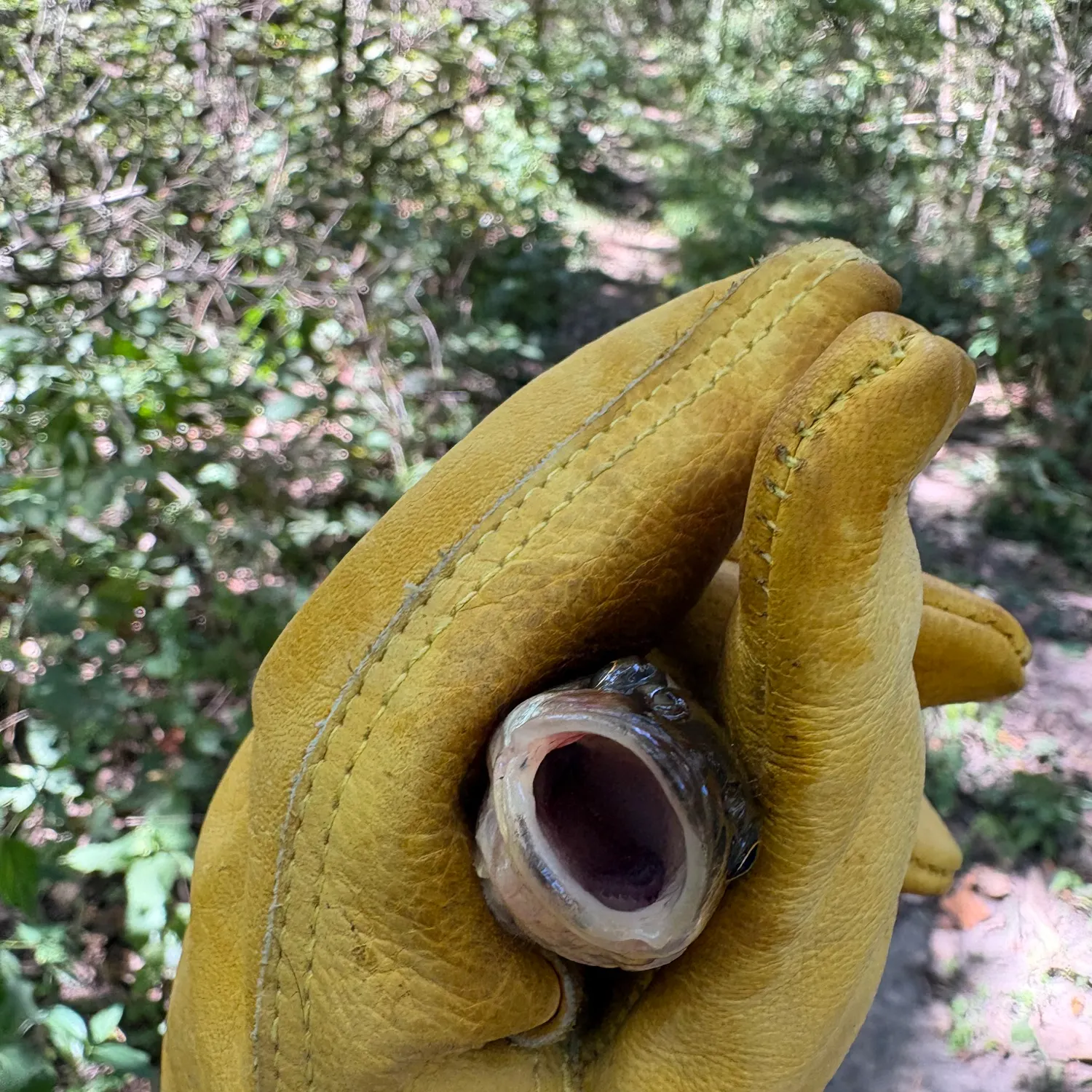 Creek chub caught on Fishbrain
