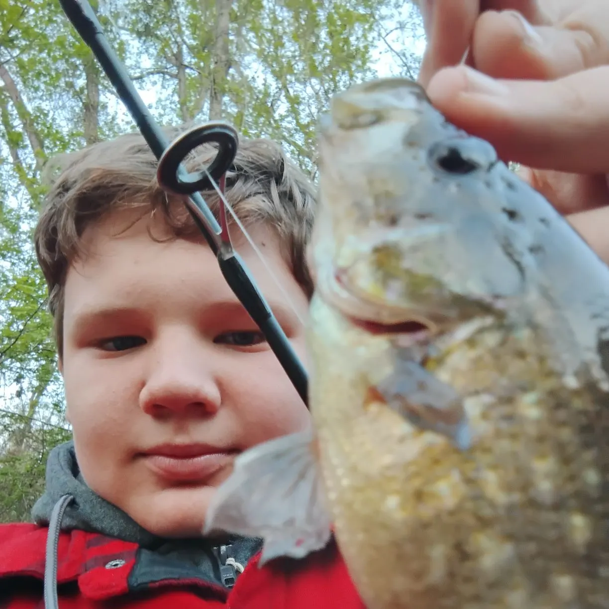 The most recent Spotted sunfish catches on Fishbrain