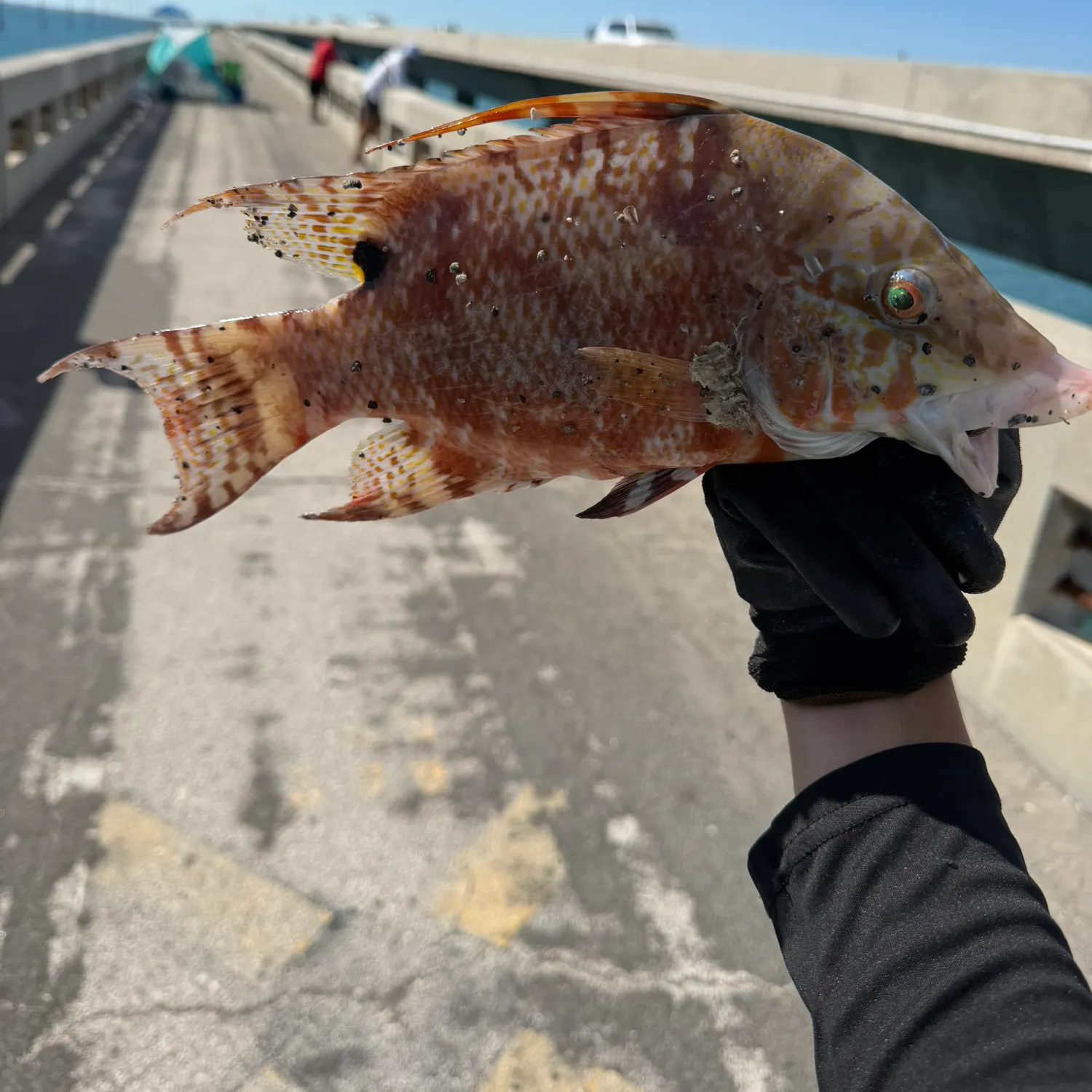 The most recent Hogfish catches on Fishbrain