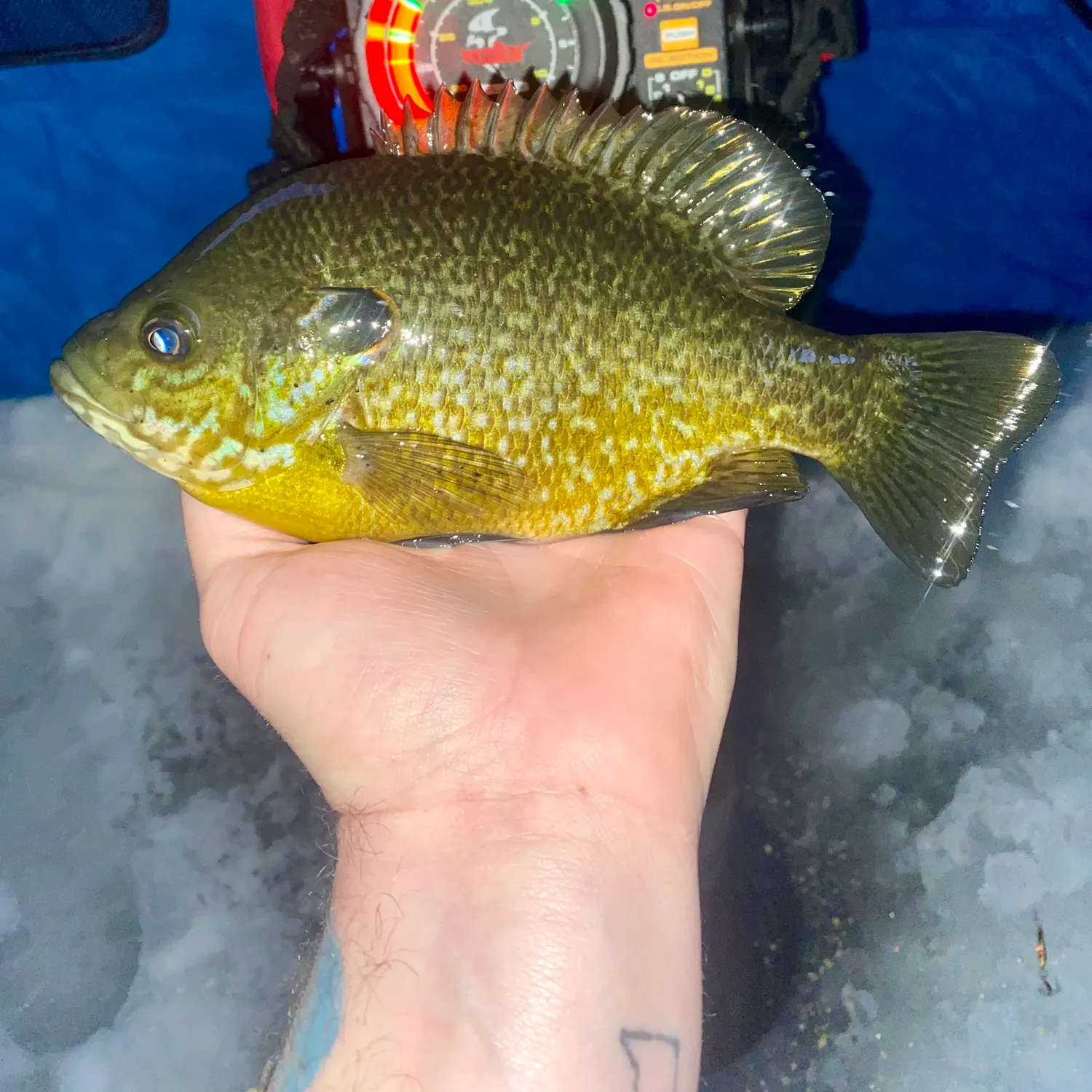 The most recent Greengill hybrid catches on Fishbrain