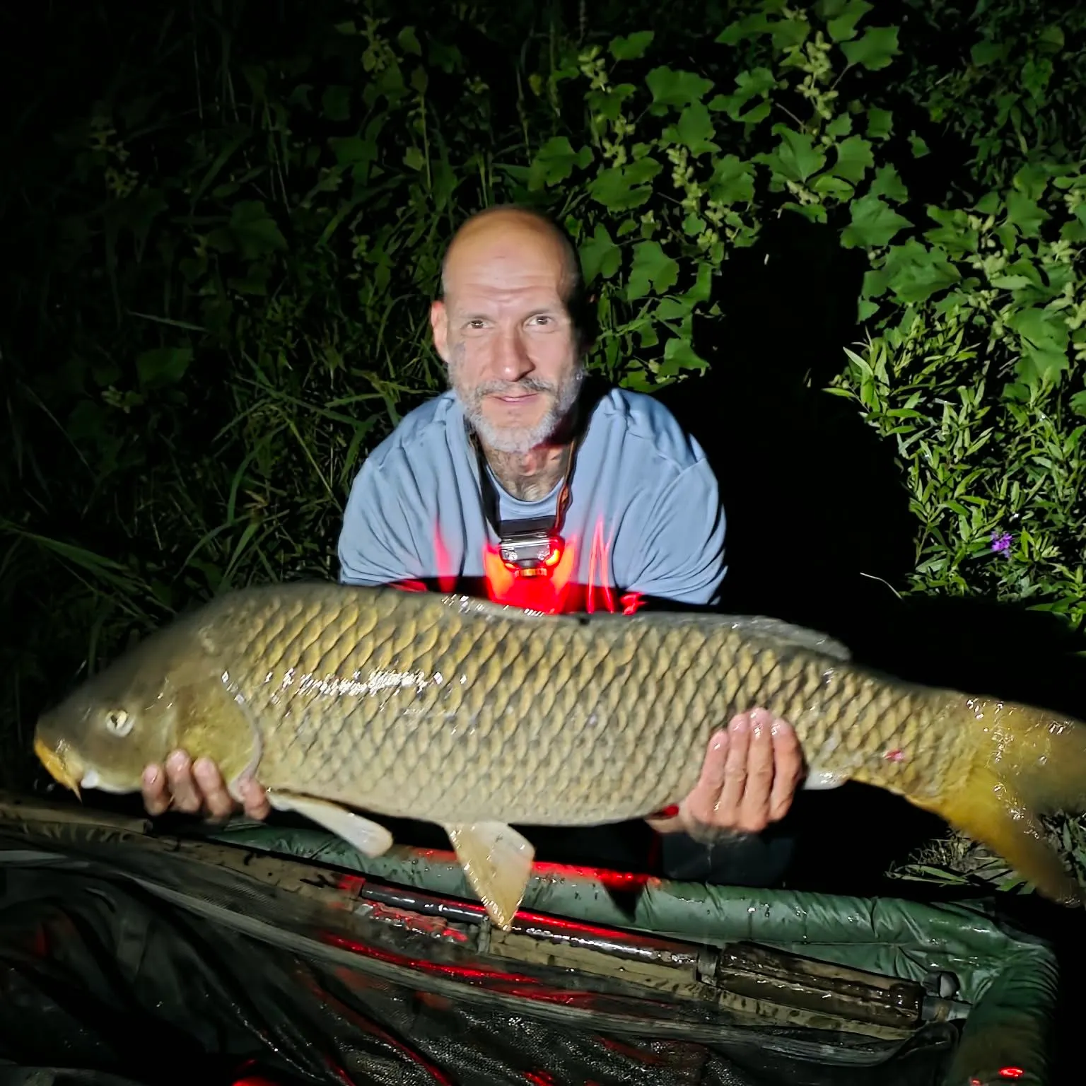 Common carp caught on Fishbrain