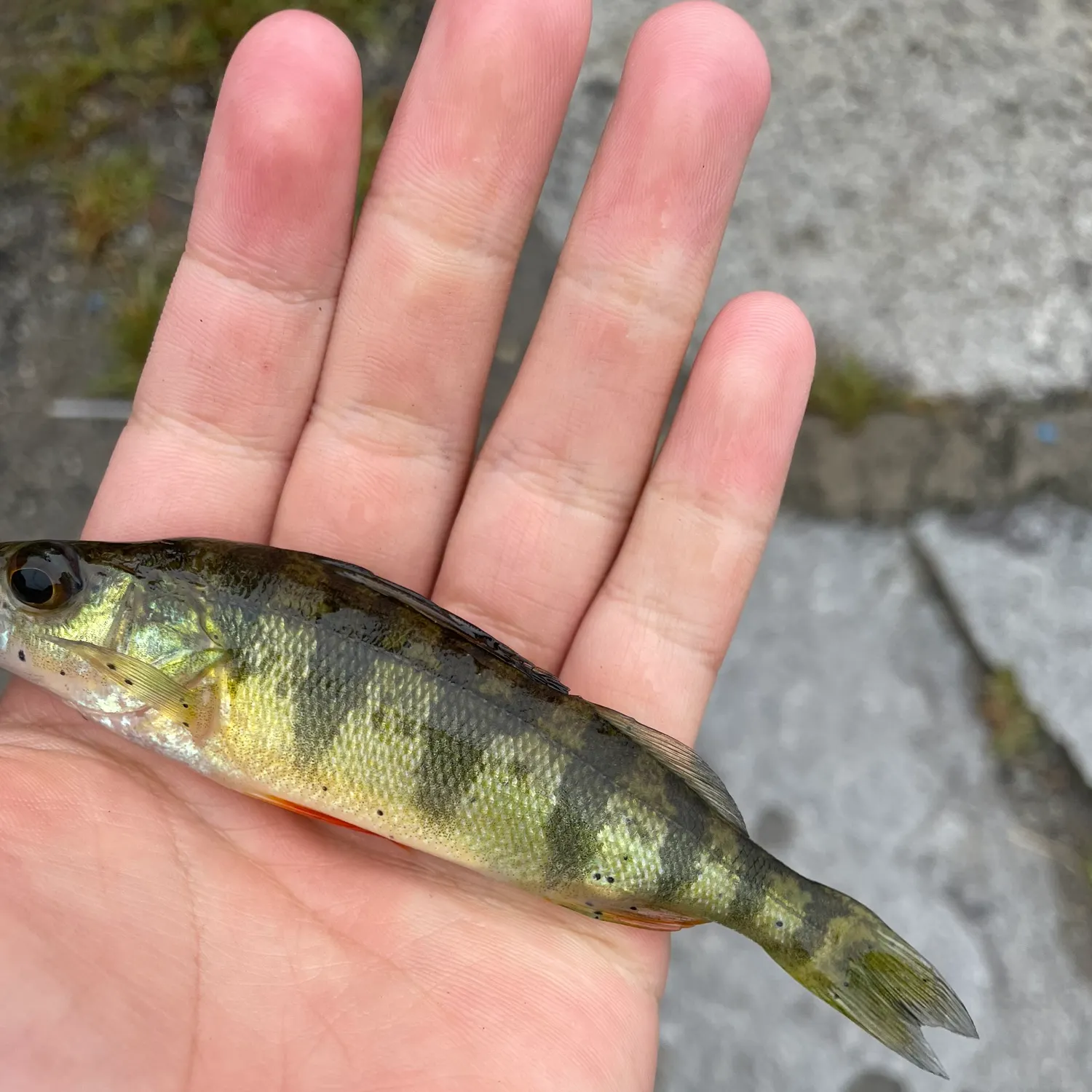 Yellow perch caught on Fishbrain