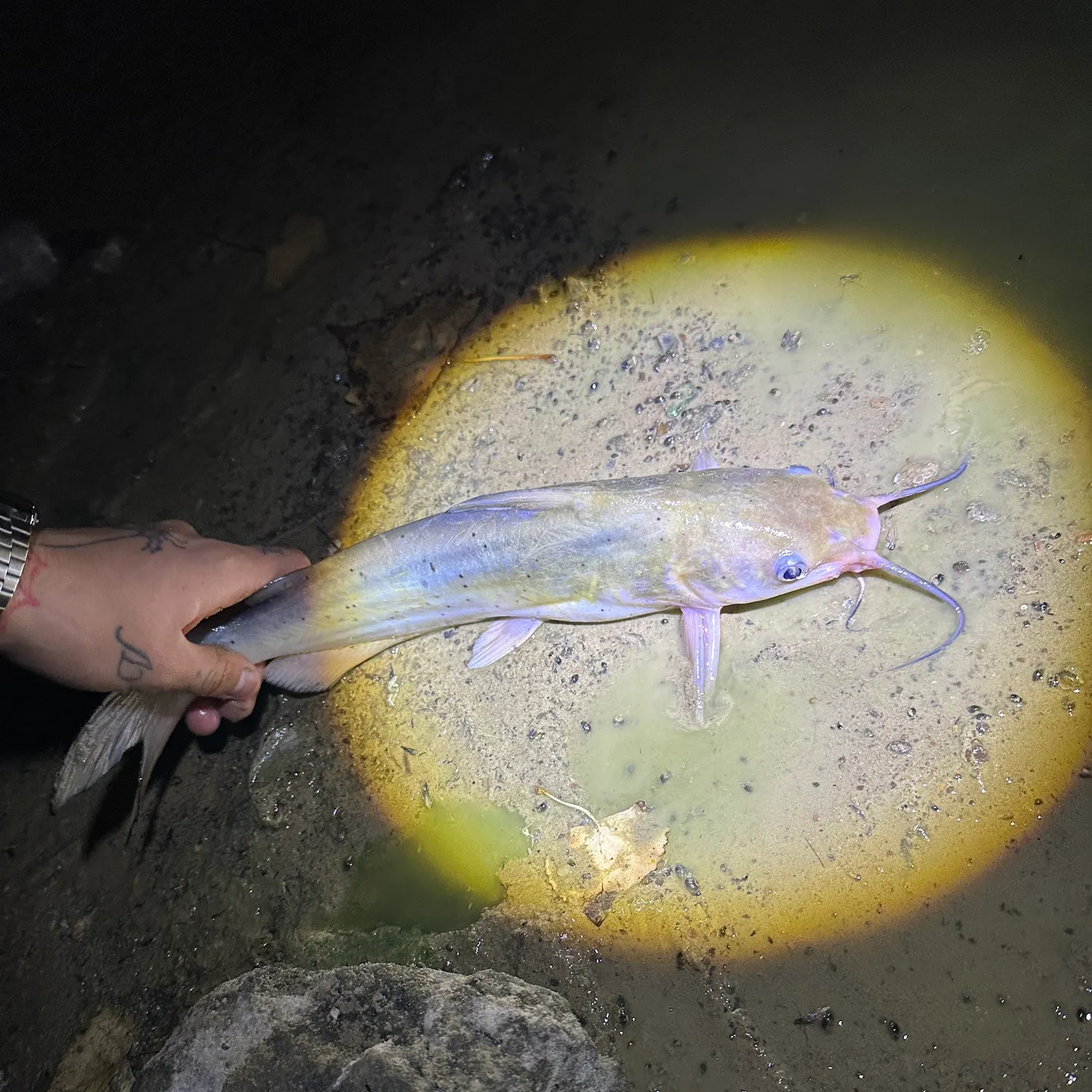 Channel catfish caught on Fishbrain