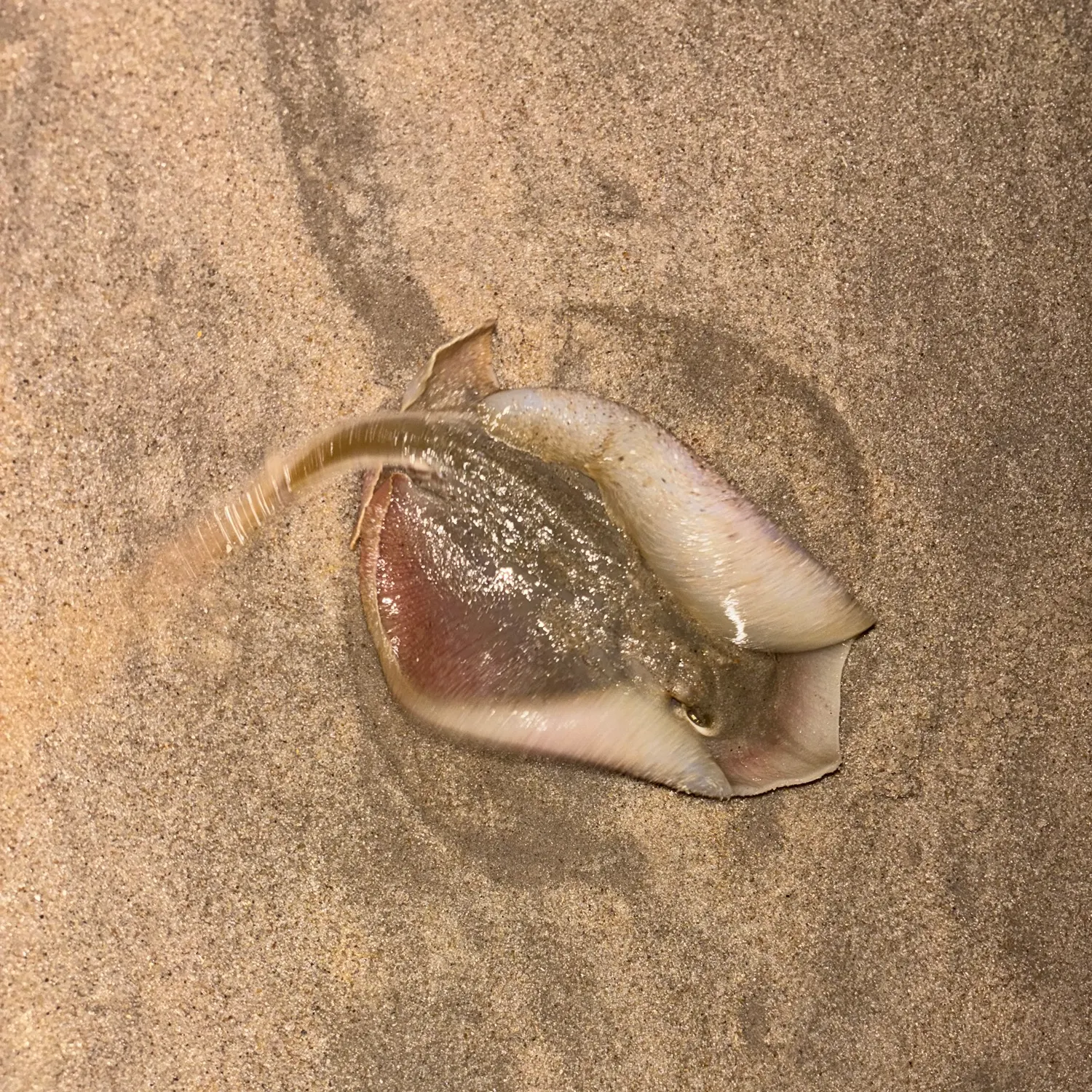 The most recent Atlantic stingray catches on Fishbrain