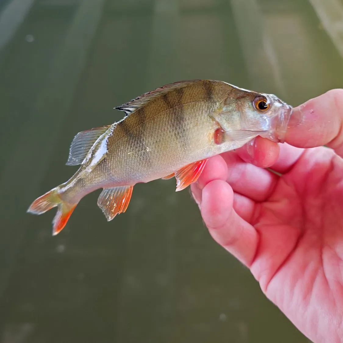 European perch caught on Fishbrain