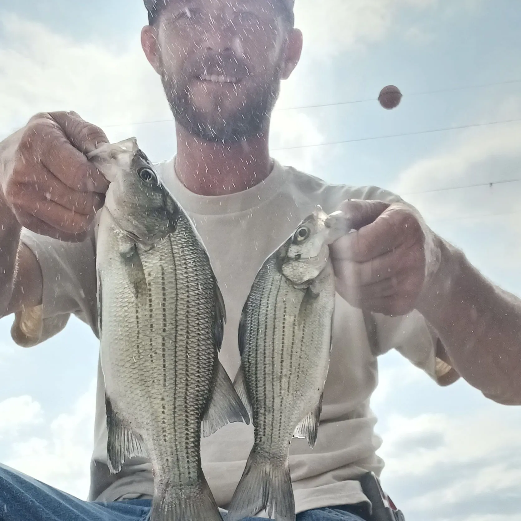 White bass caught on Fishbrain