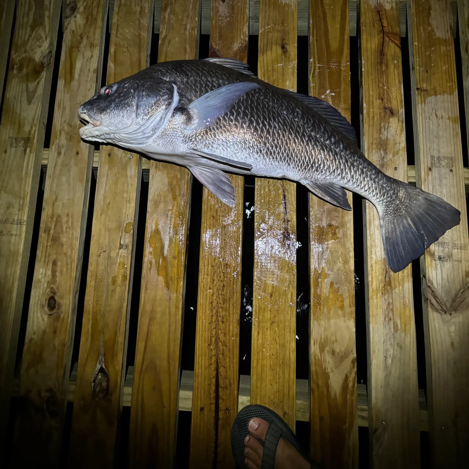 Black drum caught on Fishbrain