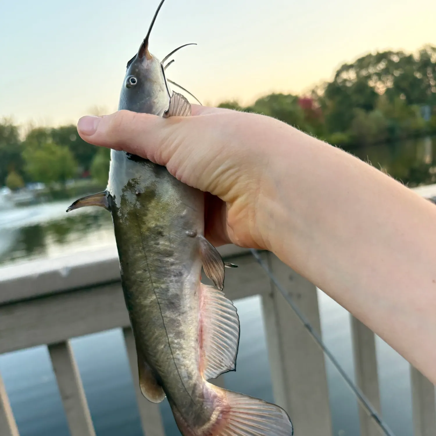 Brown bullhead caught on Fishbrain