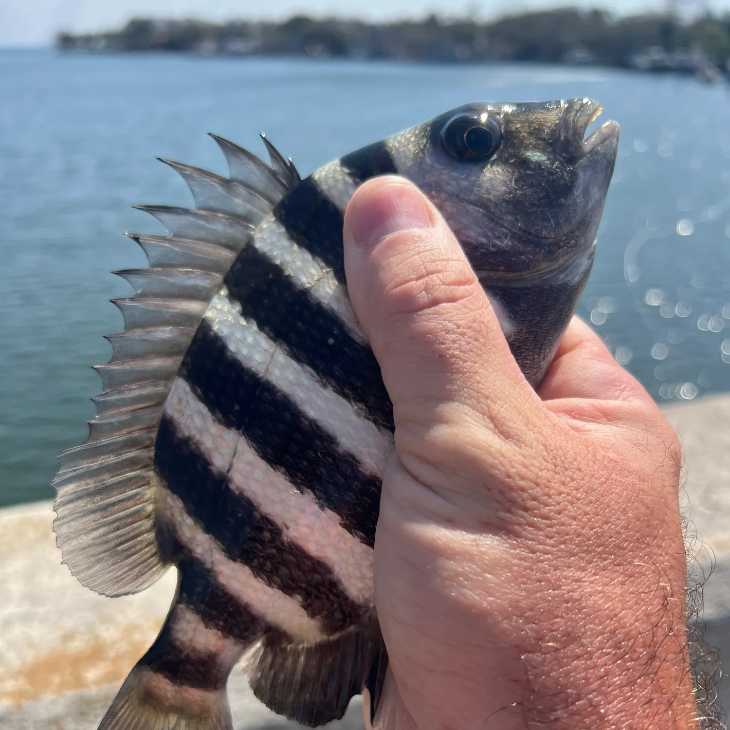The most recent Sheepshead catches on Fishbrain