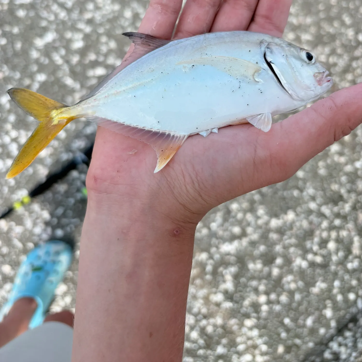 The most recent Yellow jack catches on Fishbrain