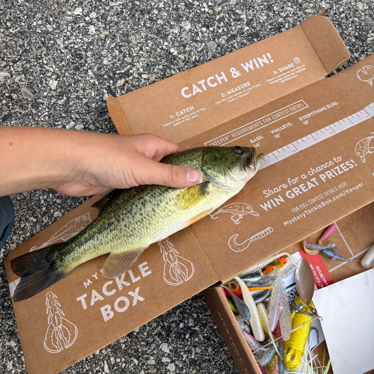 Largemouth bass caught on Fishbrain