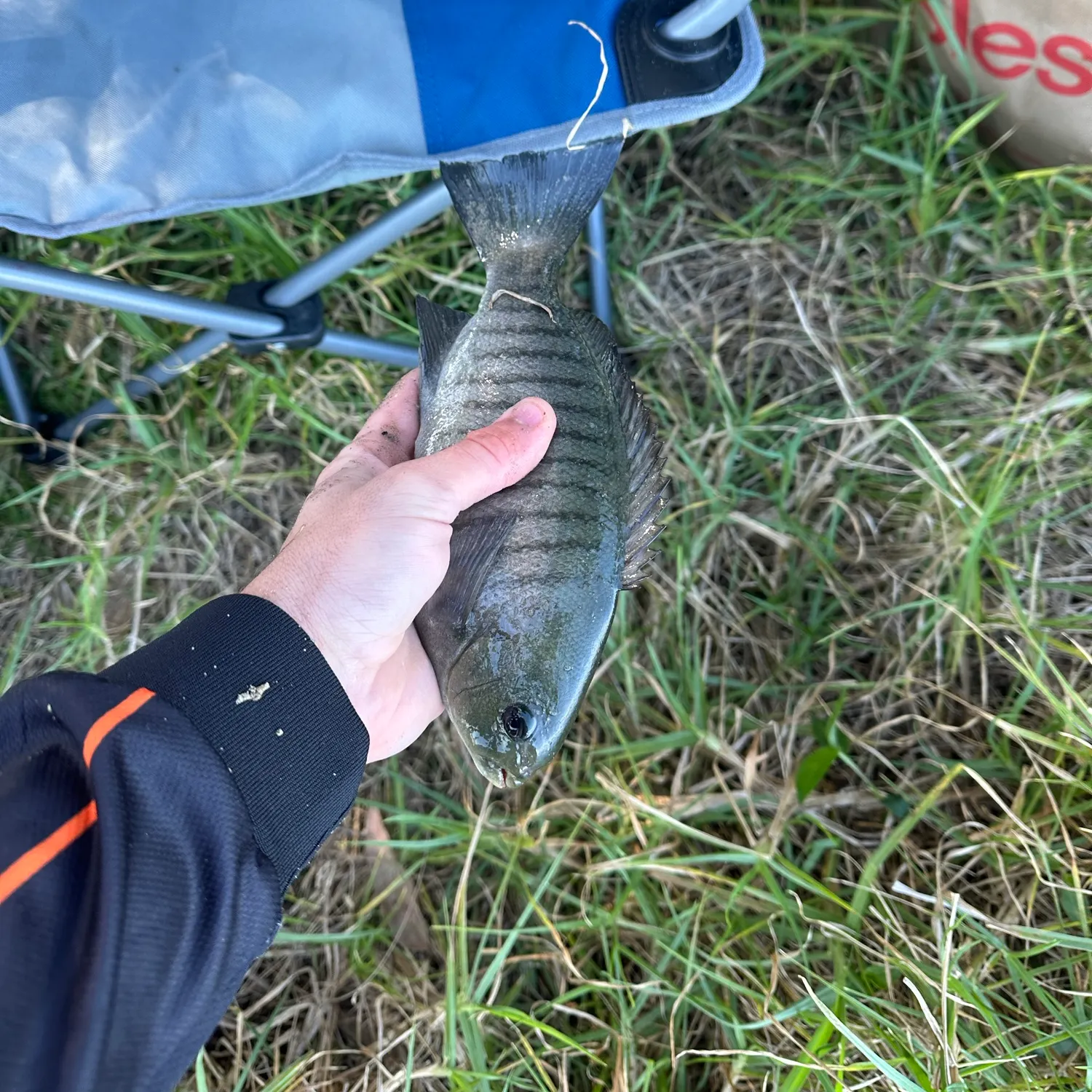 The most recent Luderick catches on Fishbrain