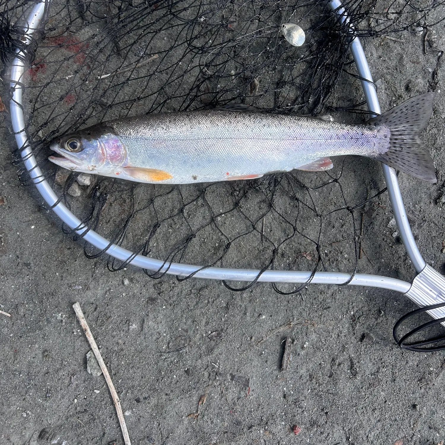 Rainbow trout caught on Fishbrain