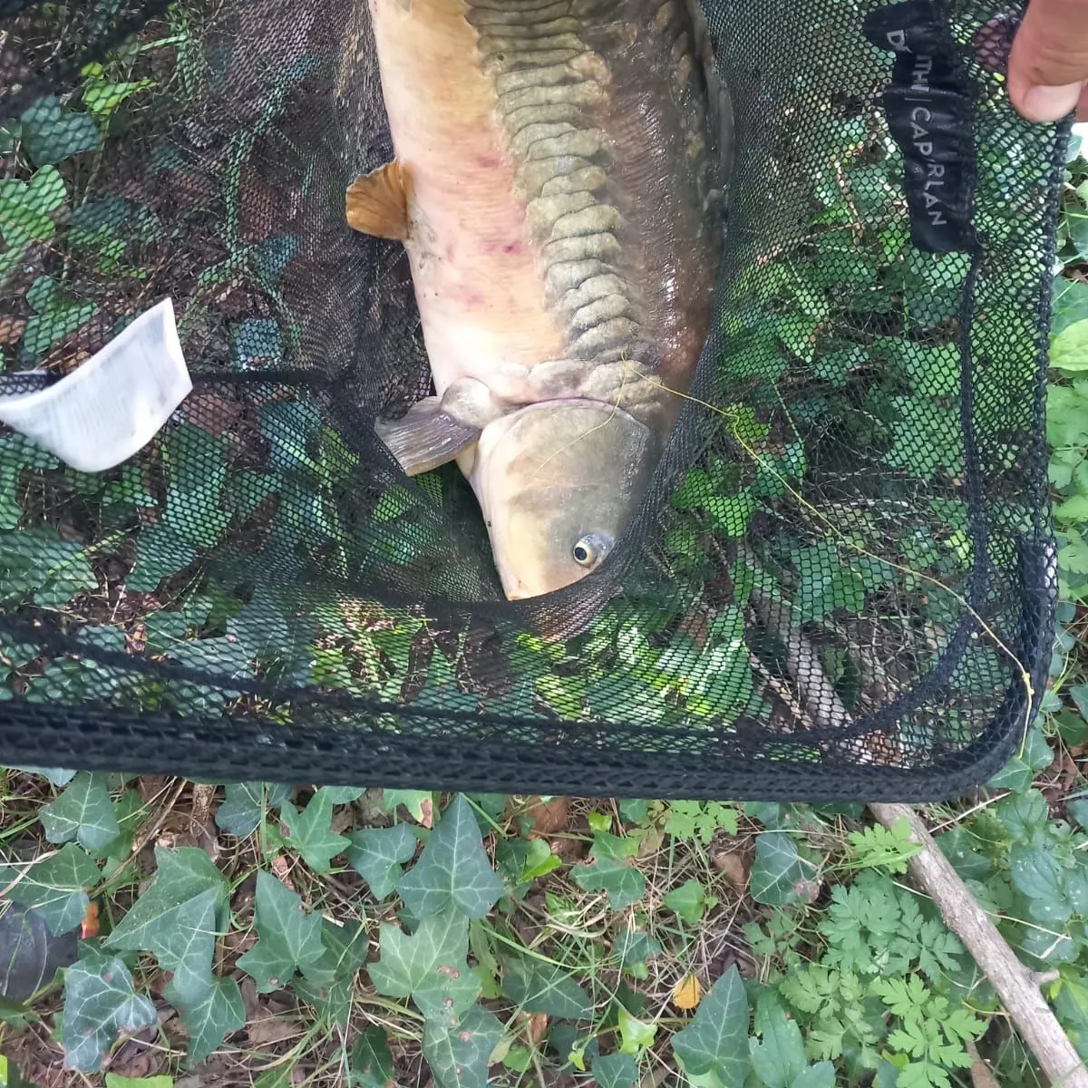 Mirror carp caught on Fishbrain
