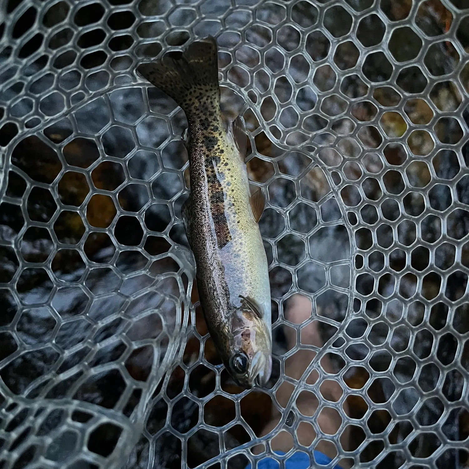 Fish caught on Fishbrain