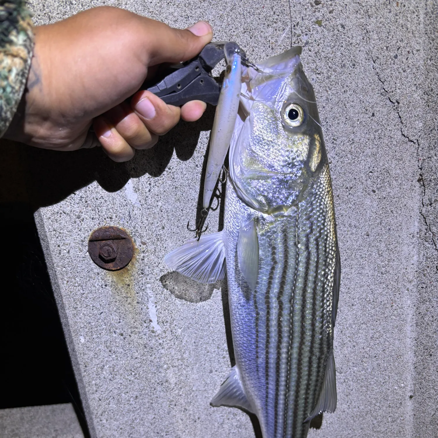 Striped bass caught on Fishbrain