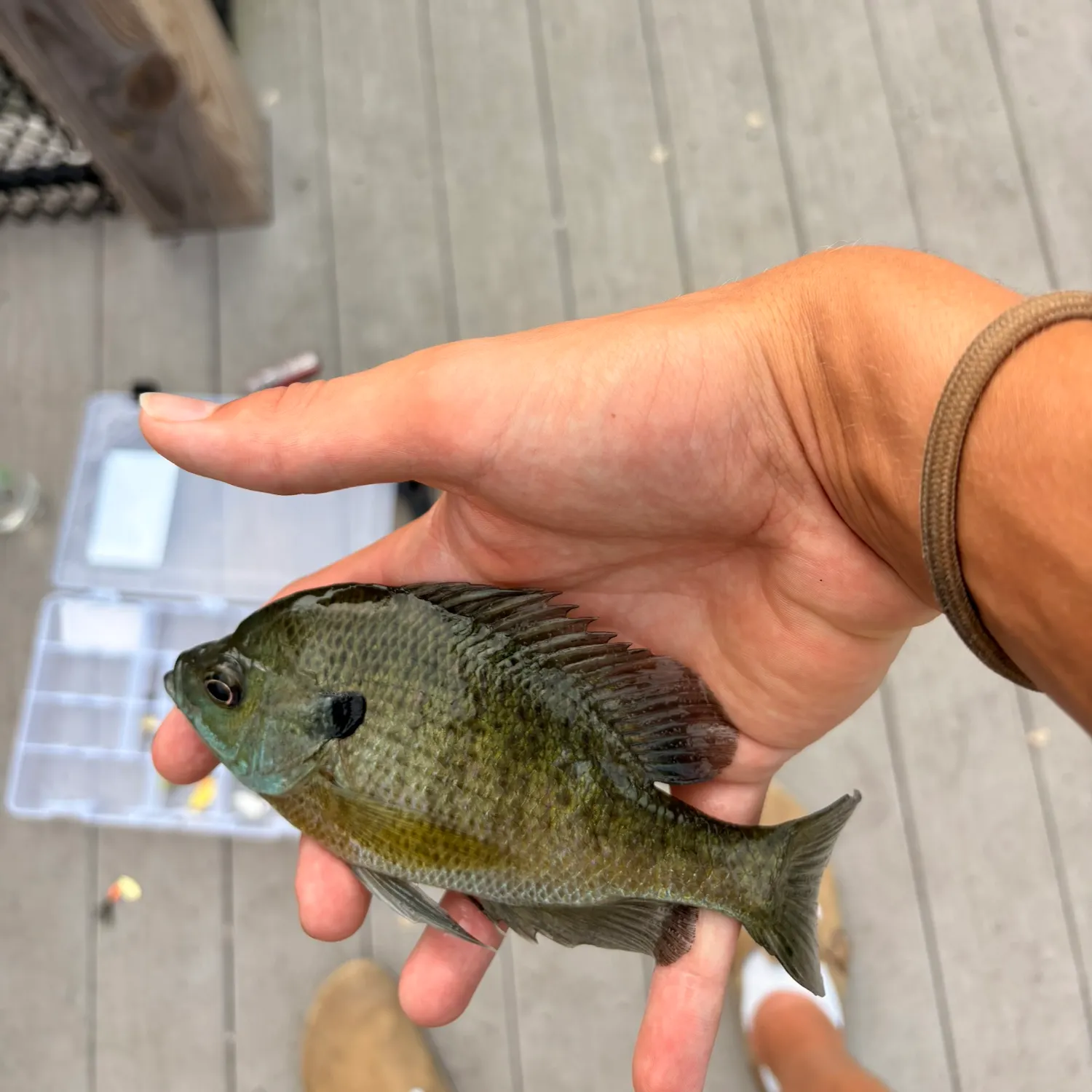 Bluegill caught on Fishbrain