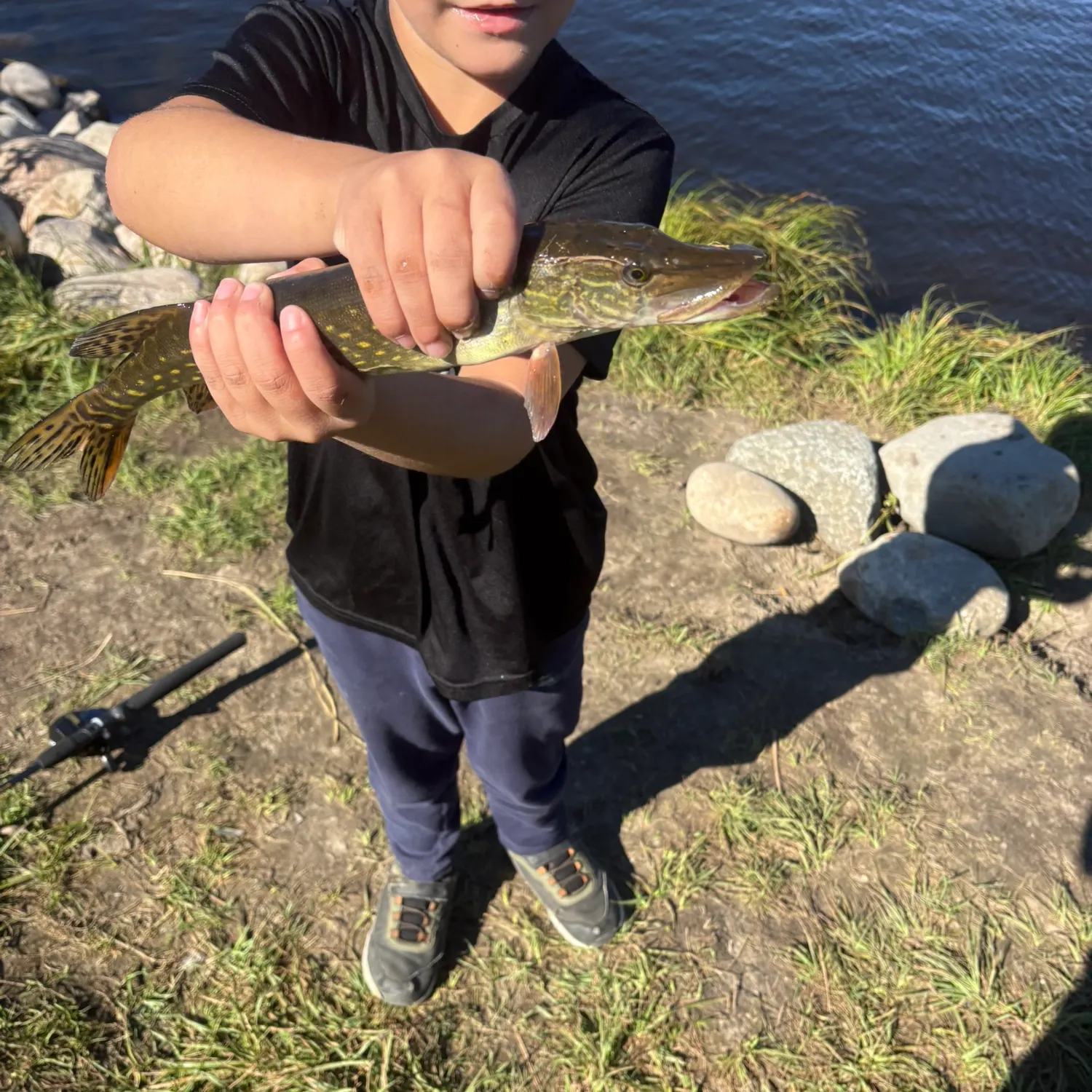 Northern pike caught on Fishbrain