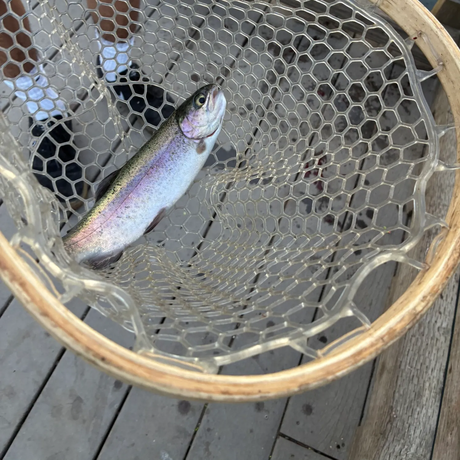 Fish caught on Fishbrain